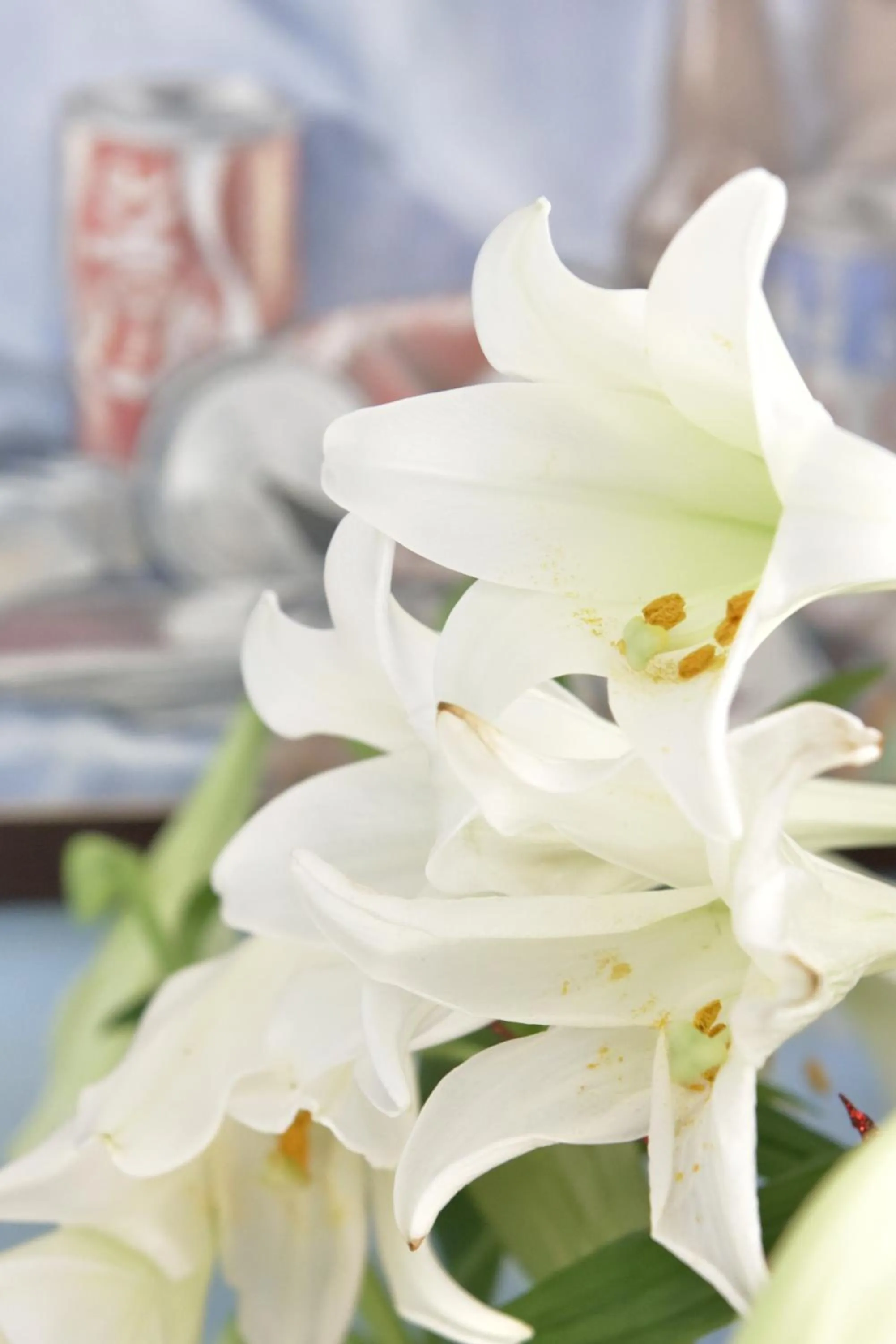 Kitchen or kitchenette in Ward Avenue B&B