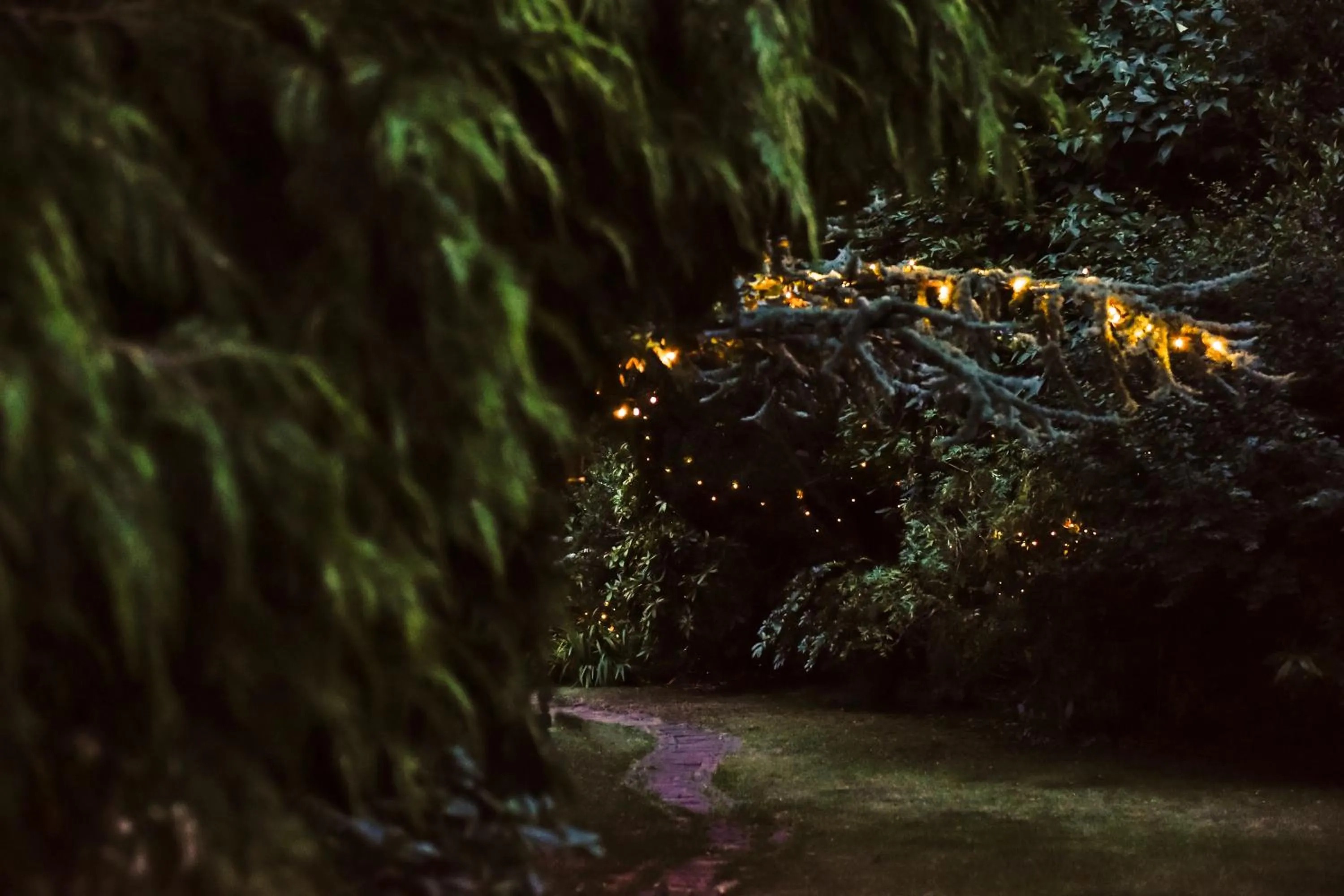 Garden in Ward Avenue B&B