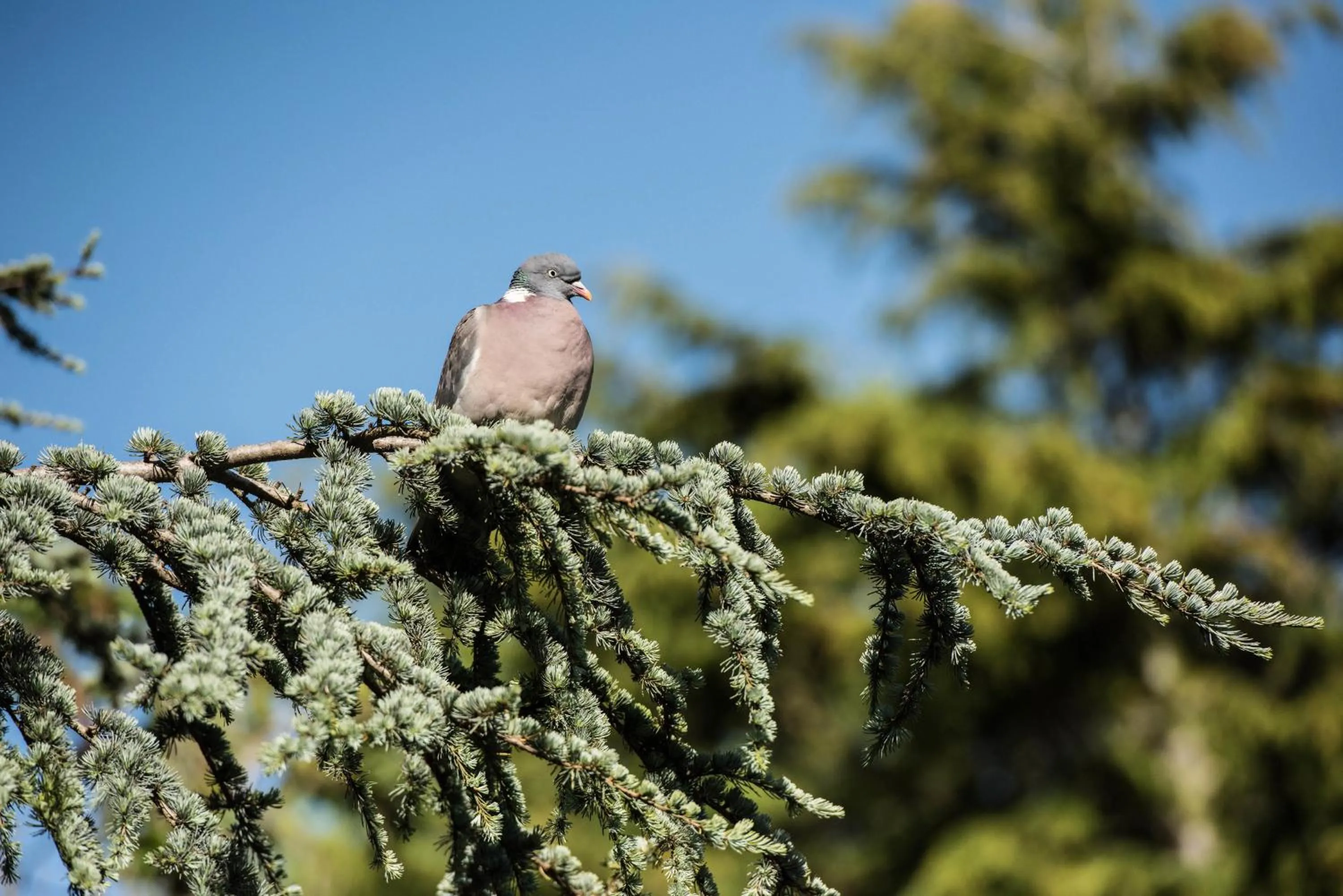 Bird's eye view in Ward Avenue B&B