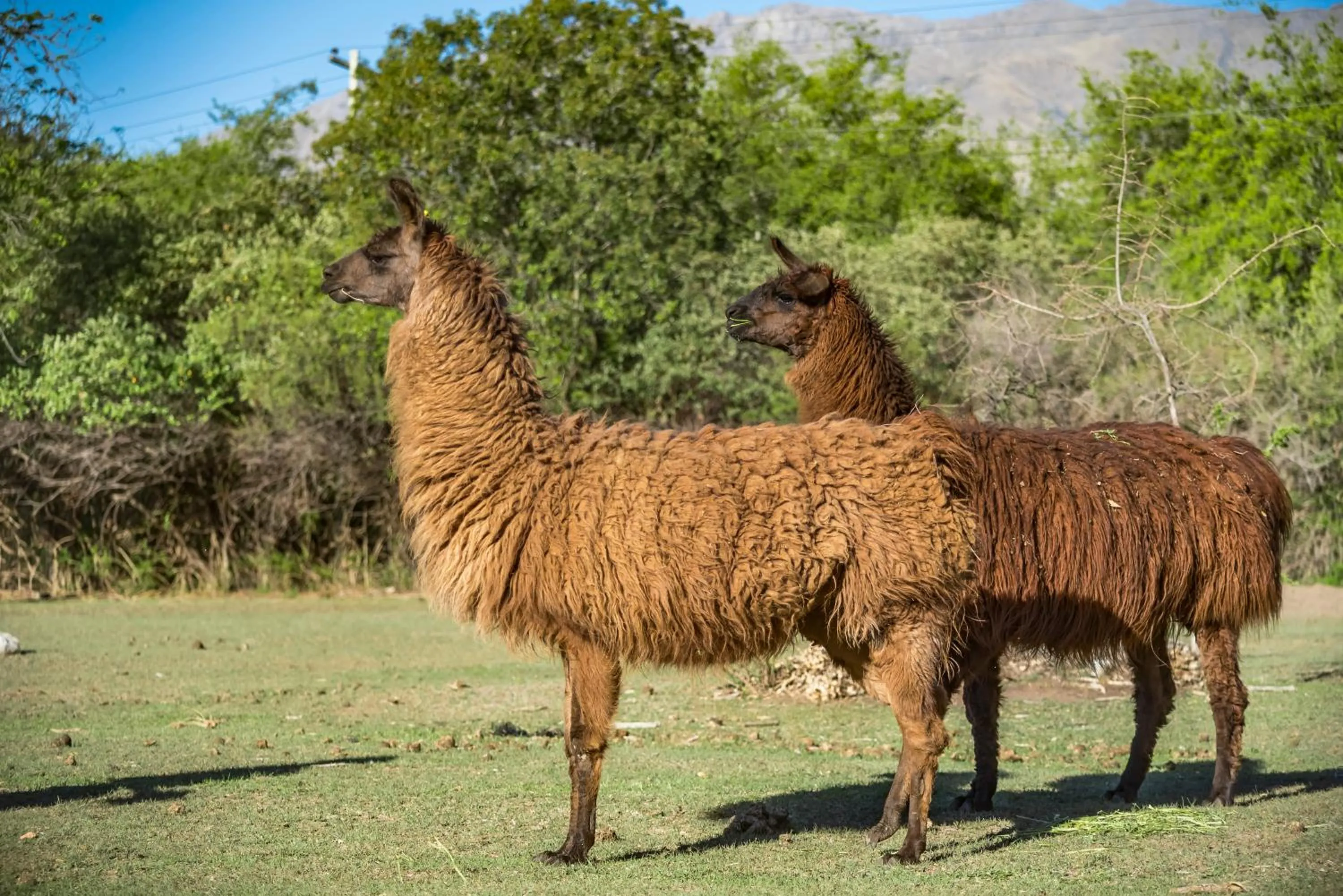 Day in Posada El Pucara