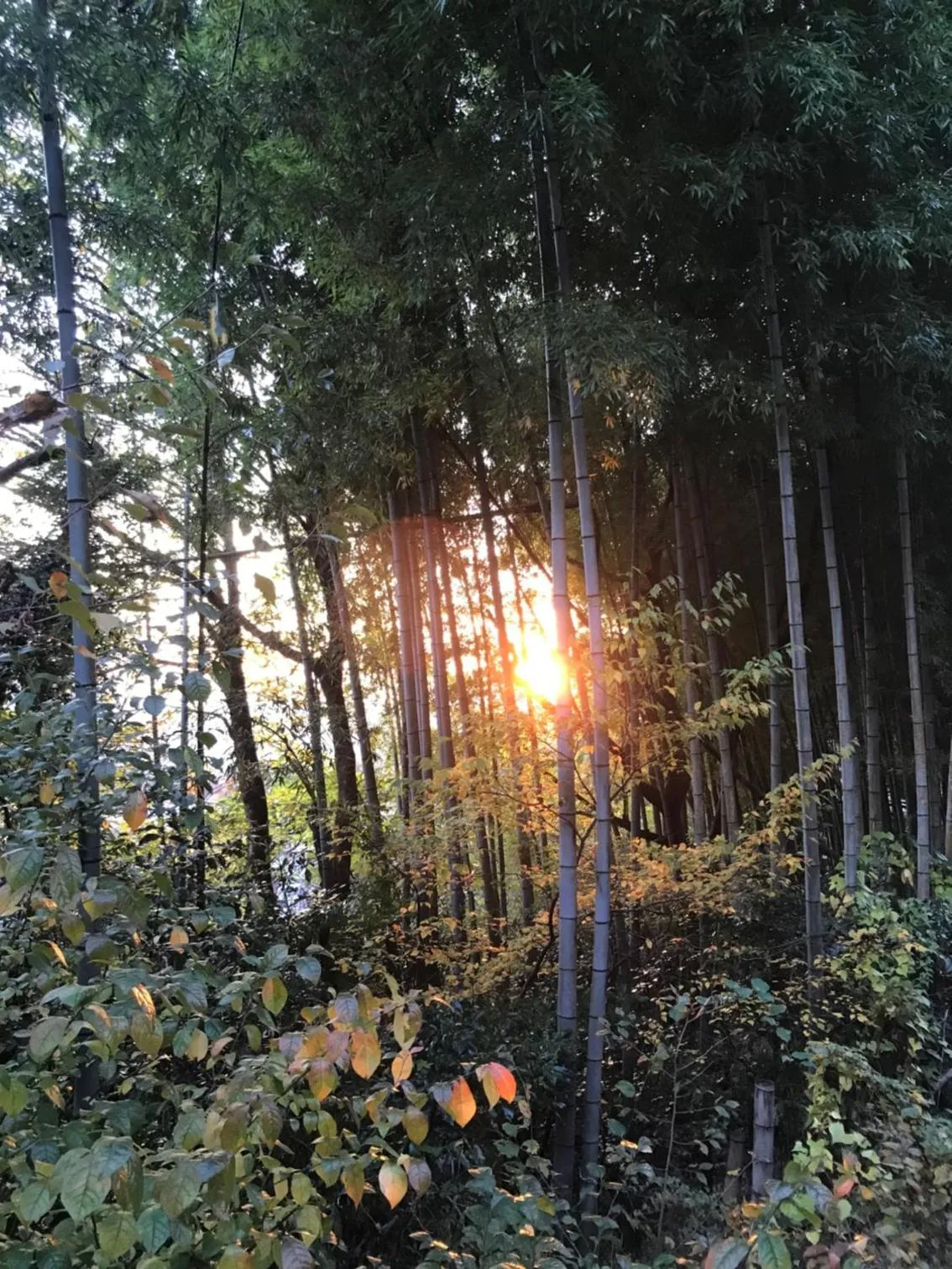 Sunrise in Umimoto