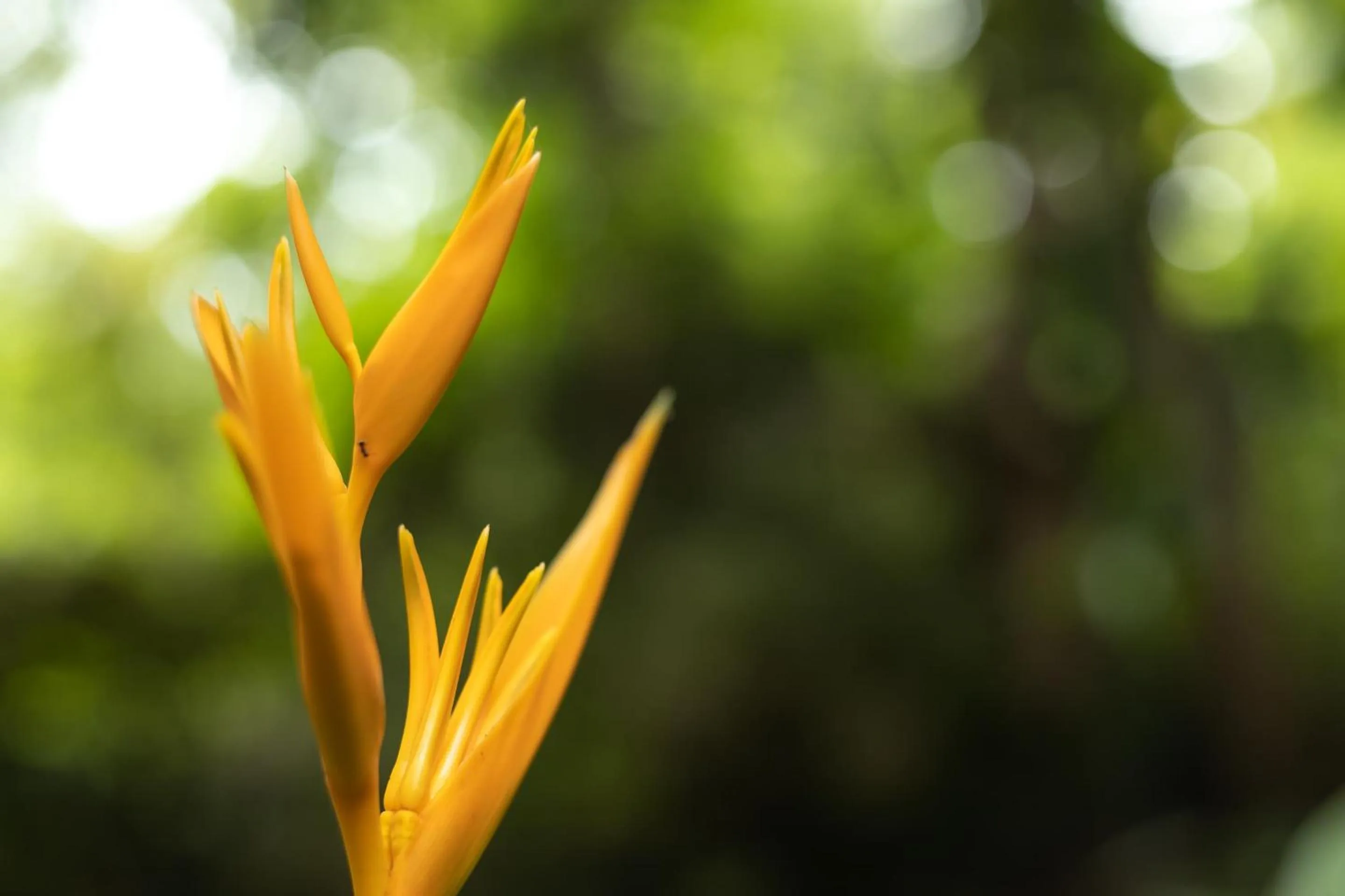 Garden in Thalassa Dive & Wellbeing Resort Manado
