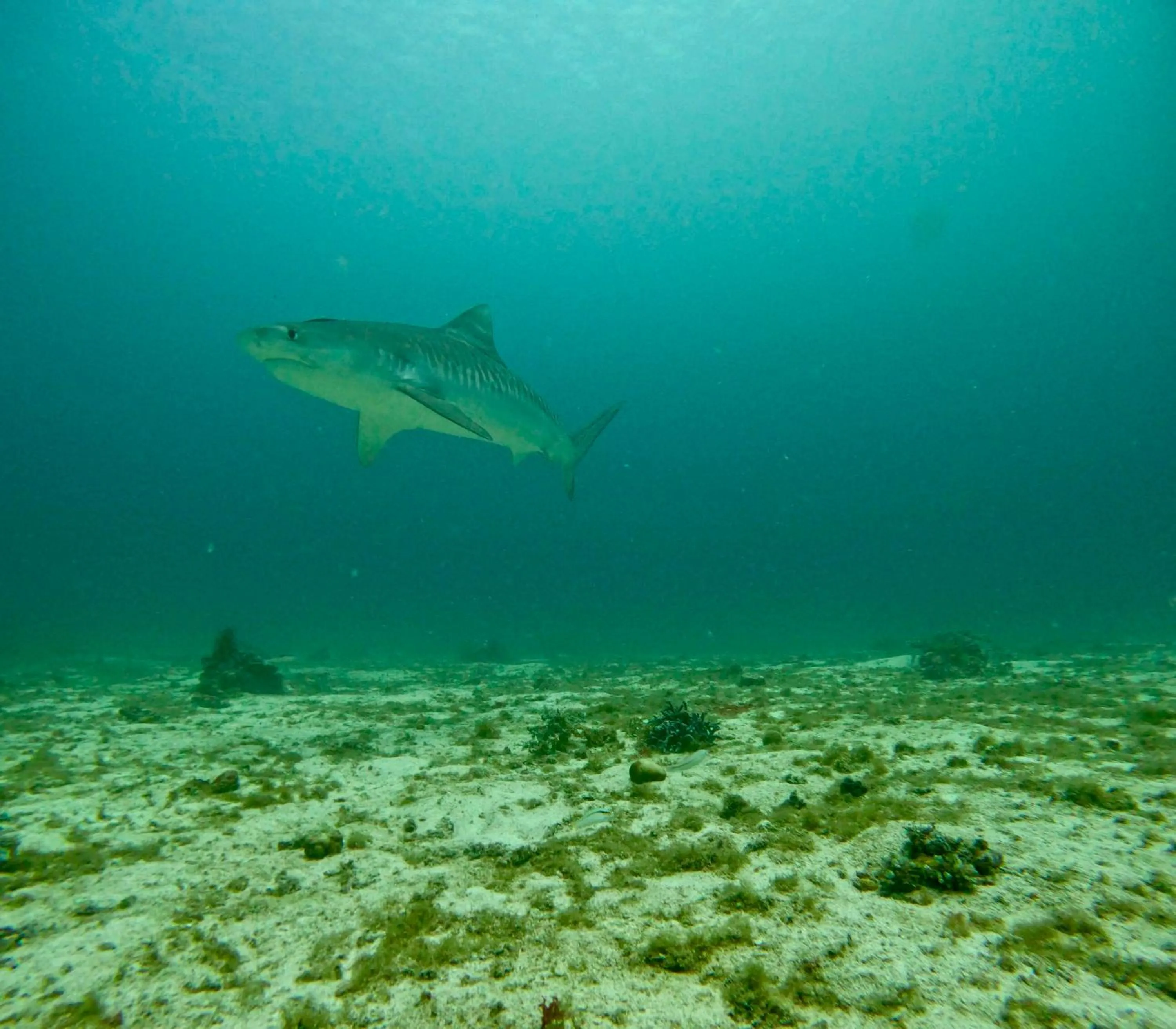 Activities in Little Mermaid Dive Resort