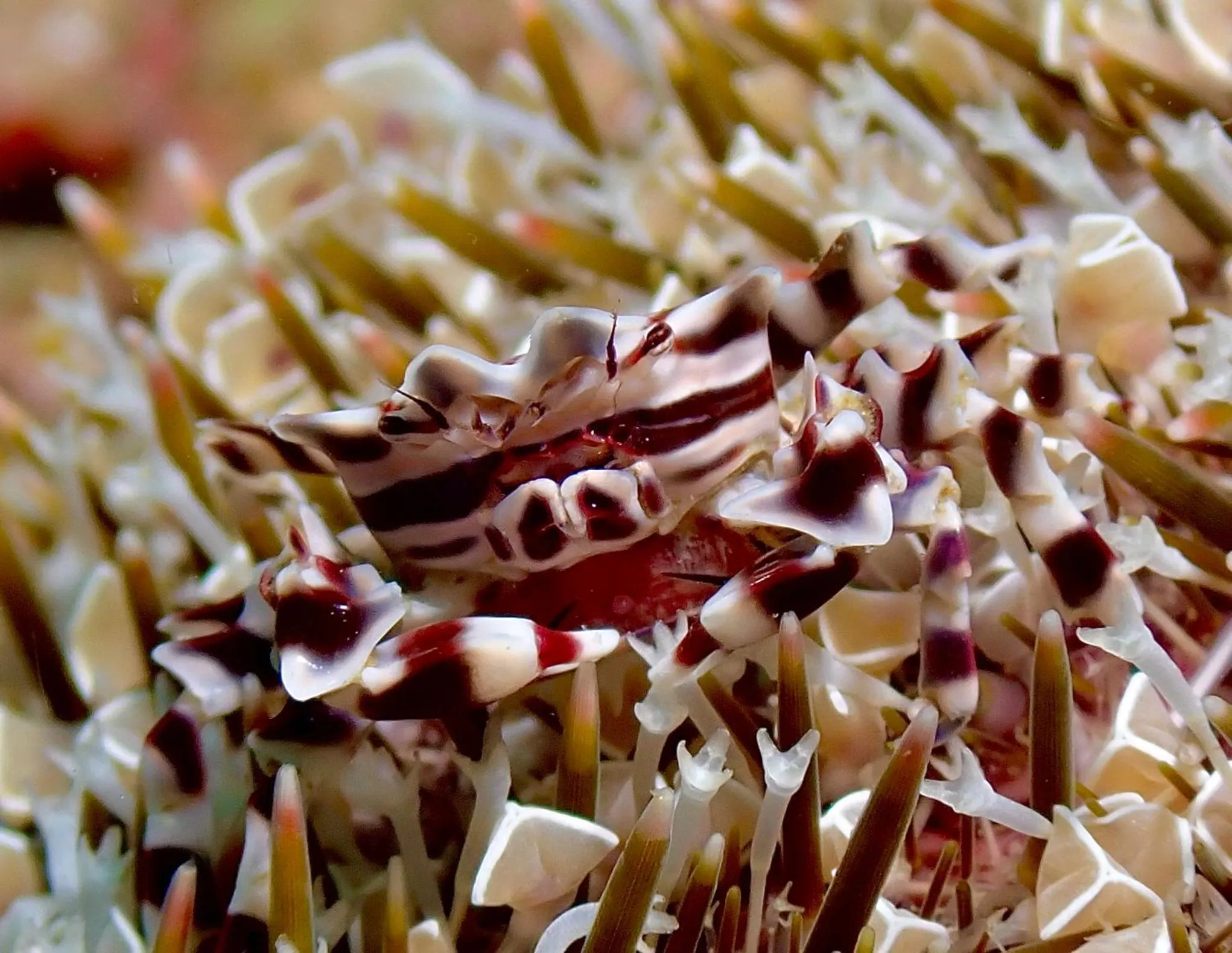 Natural landscape in Little Mermaid Dive Resort