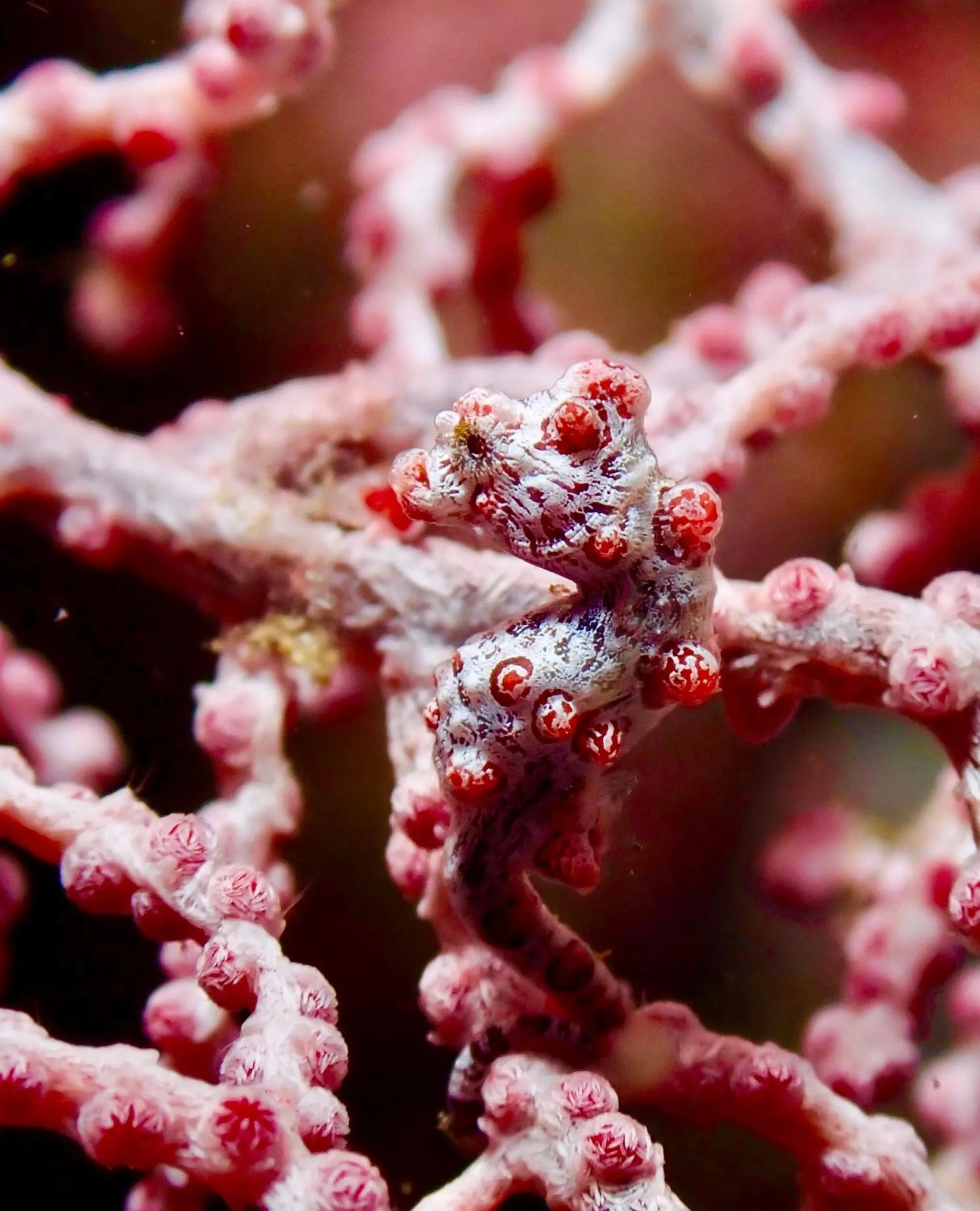Diving in Little Mermaid Dive Resort