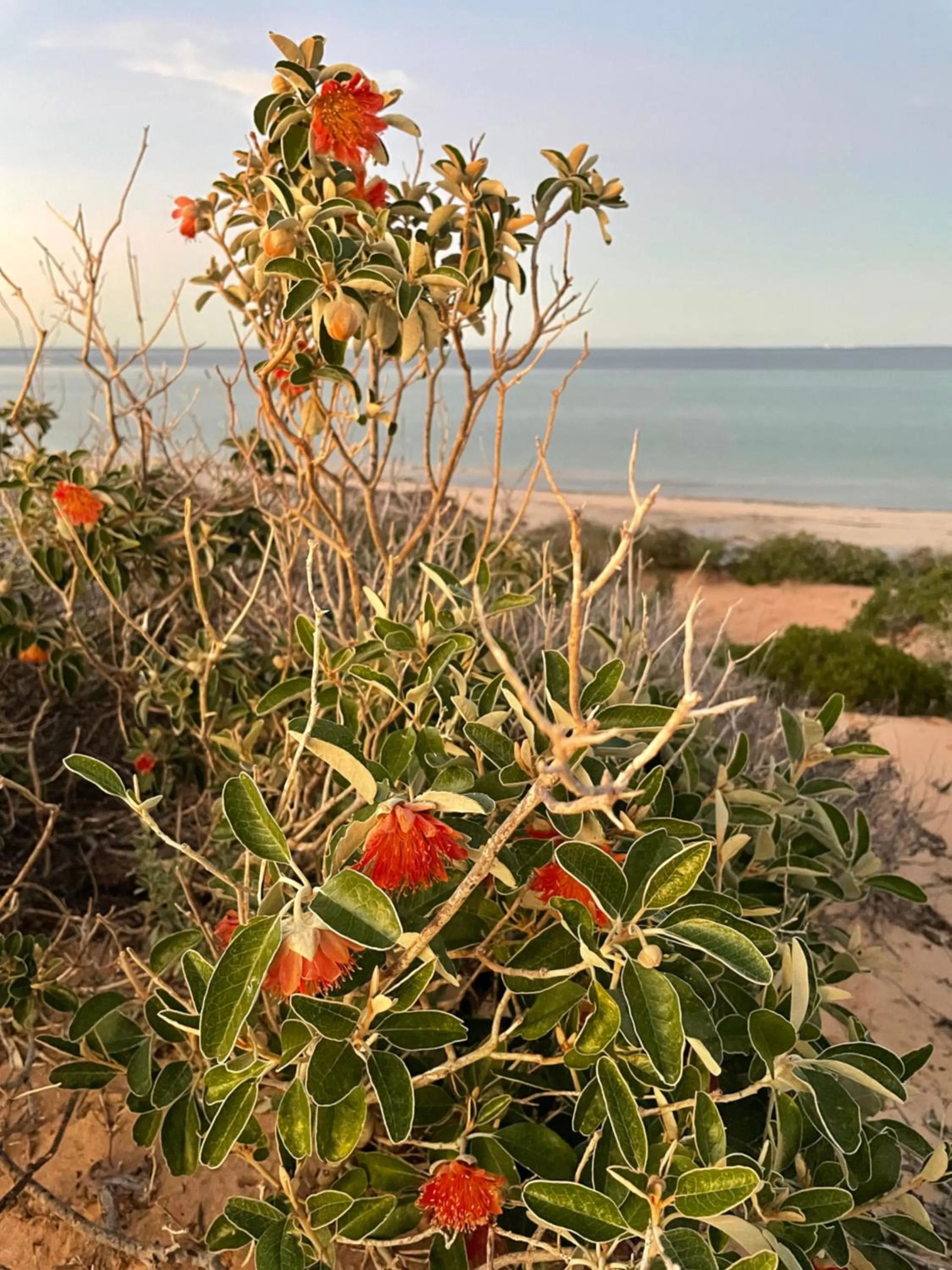 Natural landscape in Shark Bay Seafront Apartments