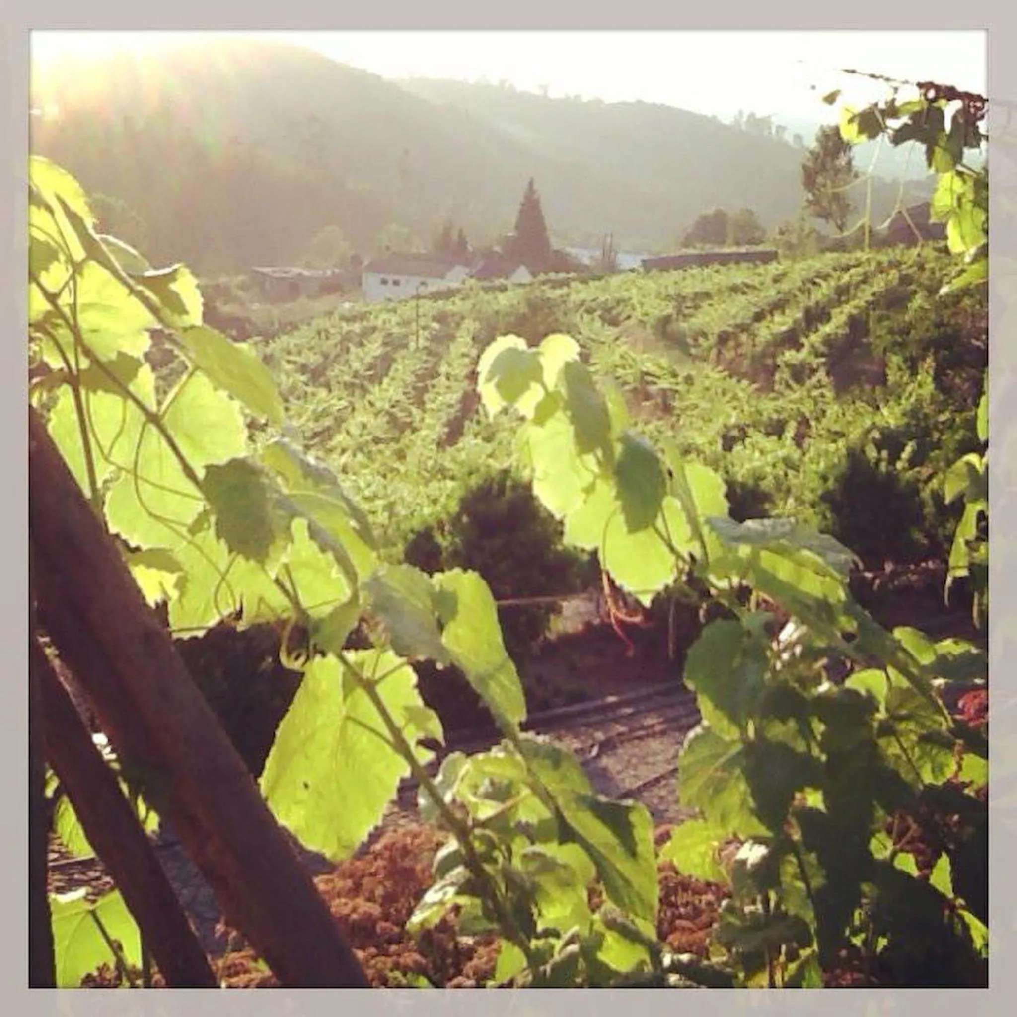 Activities in Quinta Da Longra