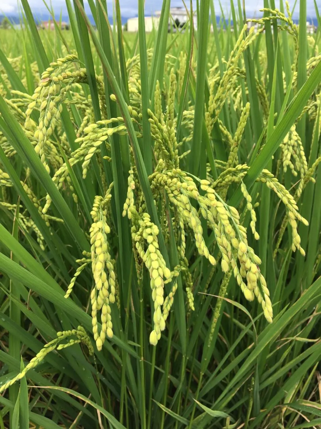 Neighbourhood in Yilan Real Fun Homestay