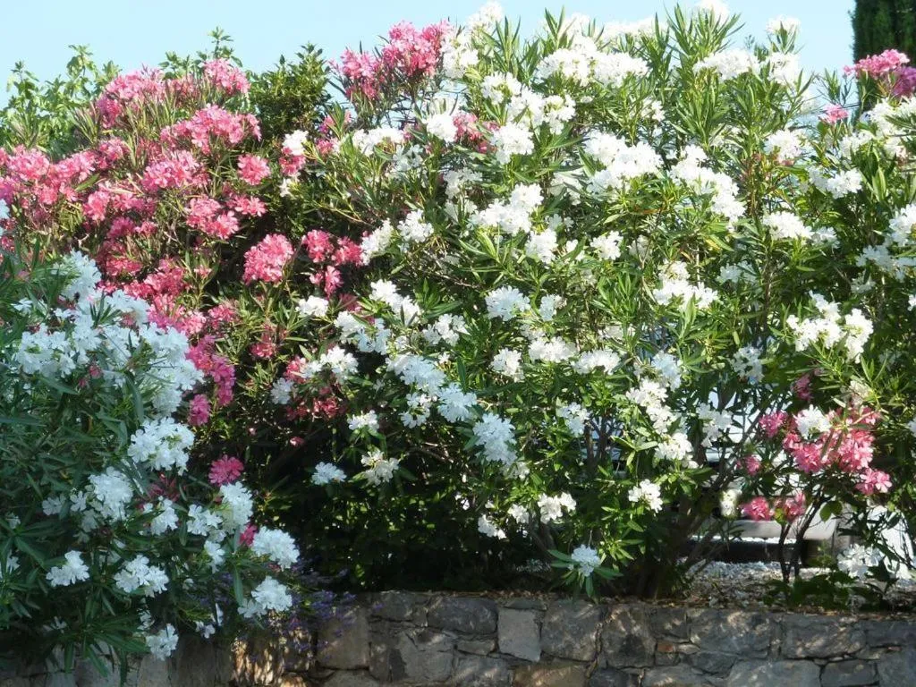 Garden in L'Escale Provençale