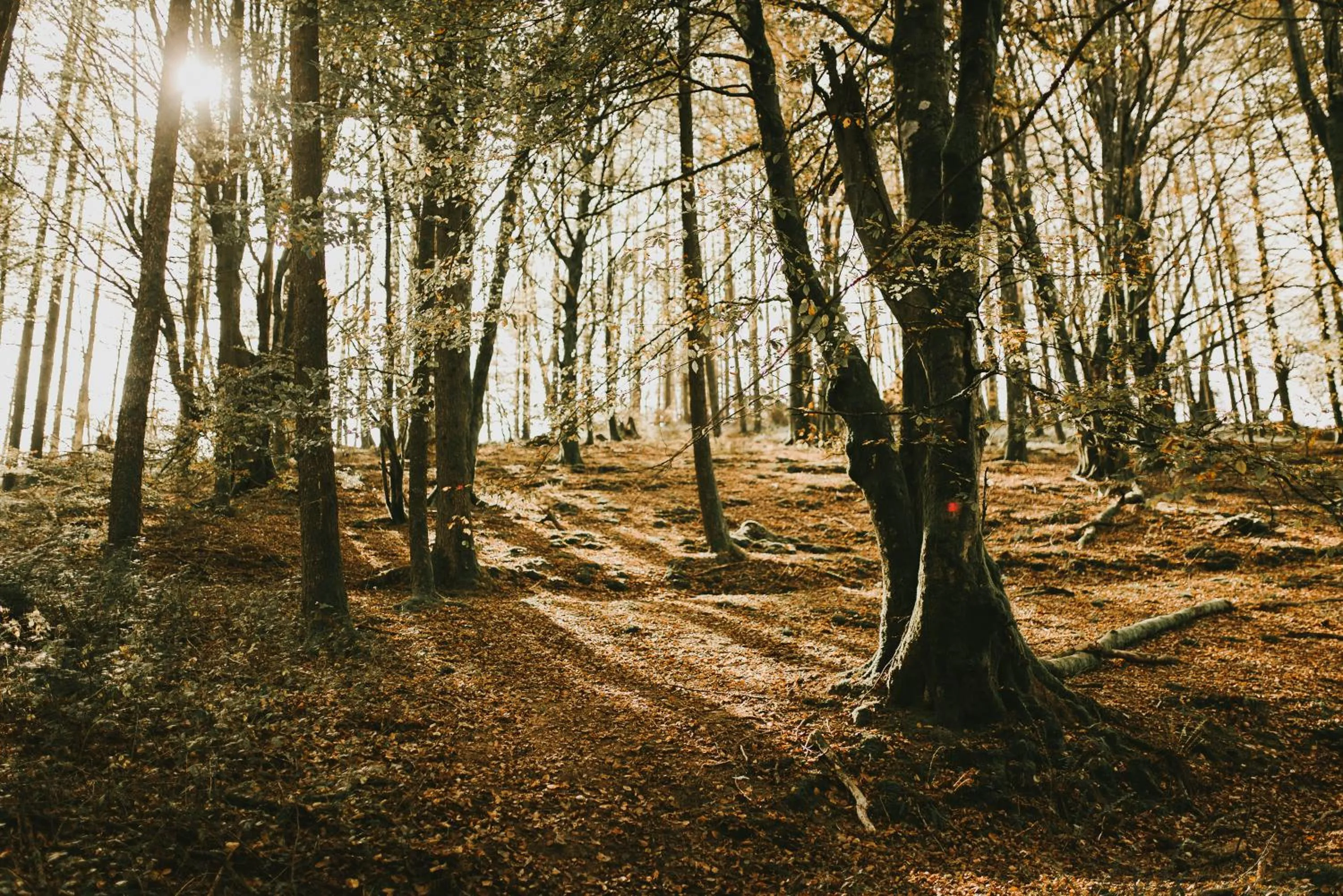 Natural landscape in HOTEL ORDIZIA