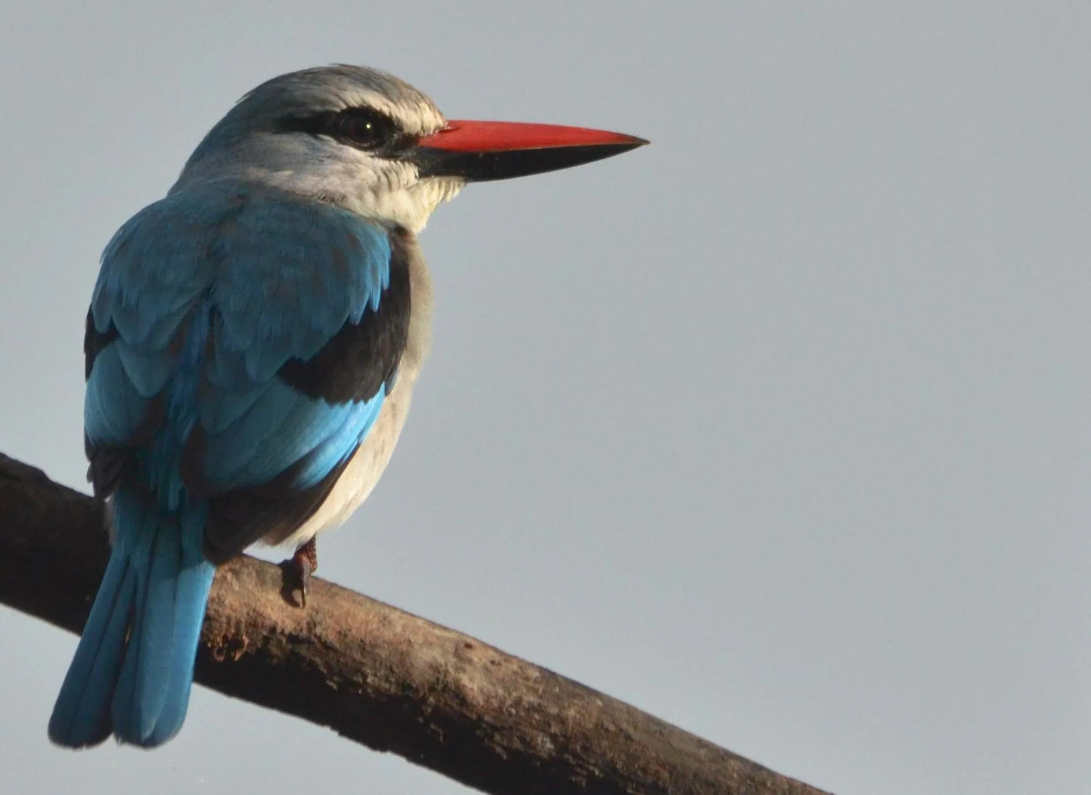 Animals in The Old House