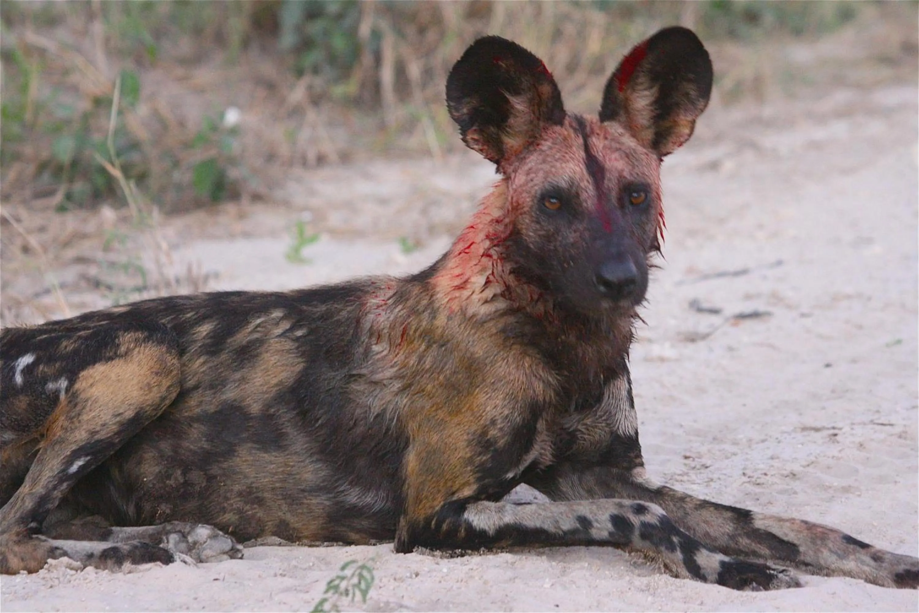 Other in The Old House