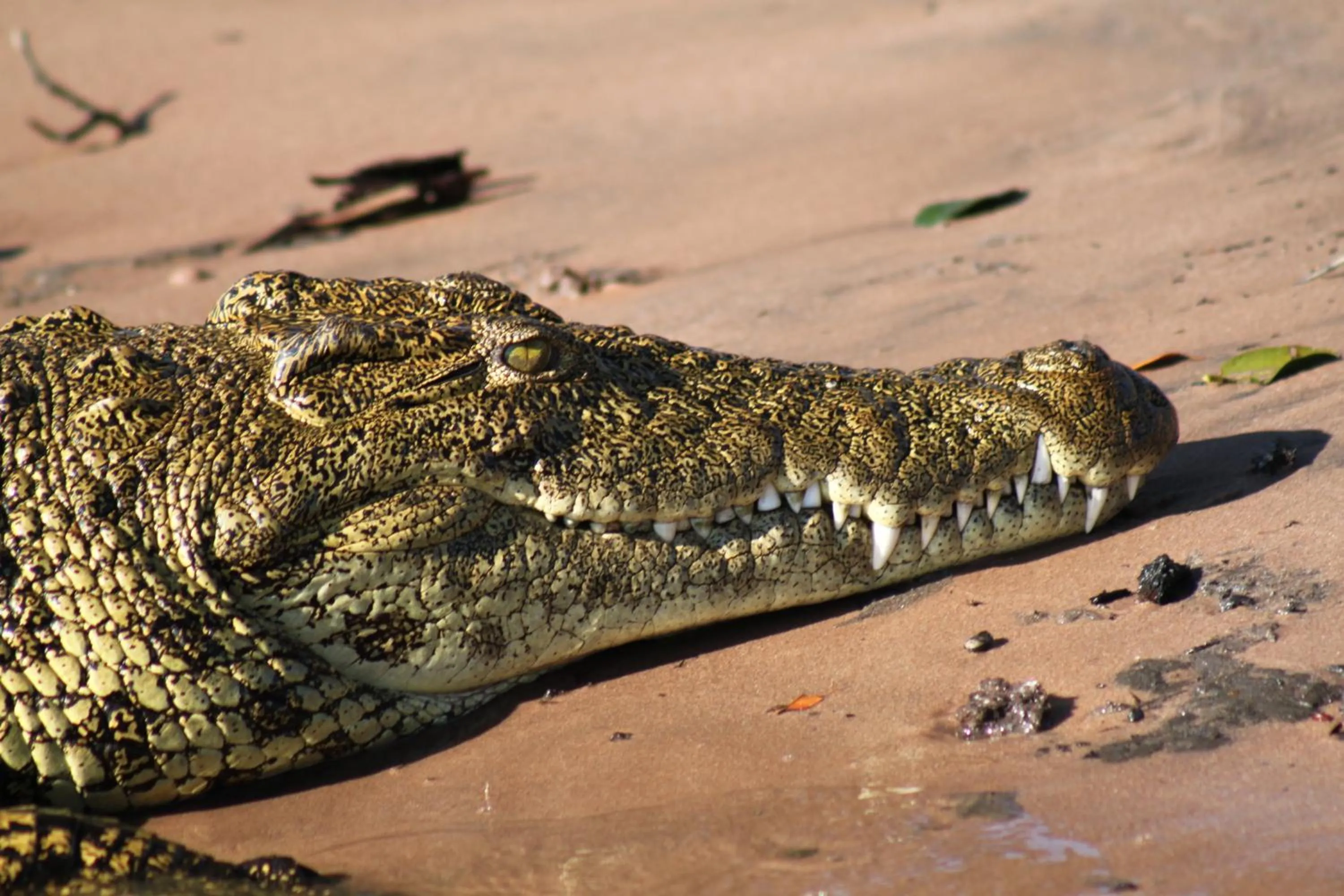 Other in The Old House