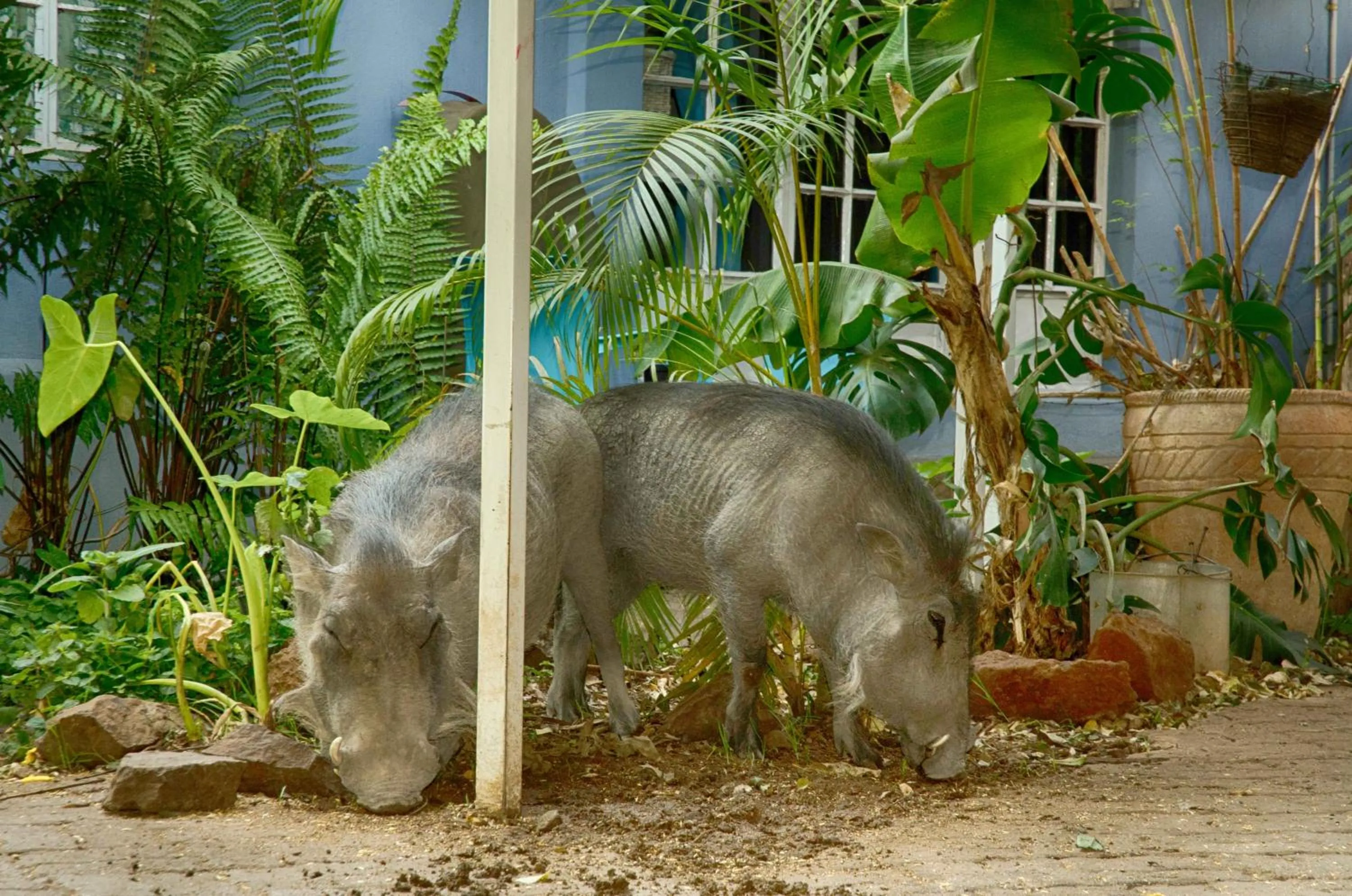 Animals in The Old House