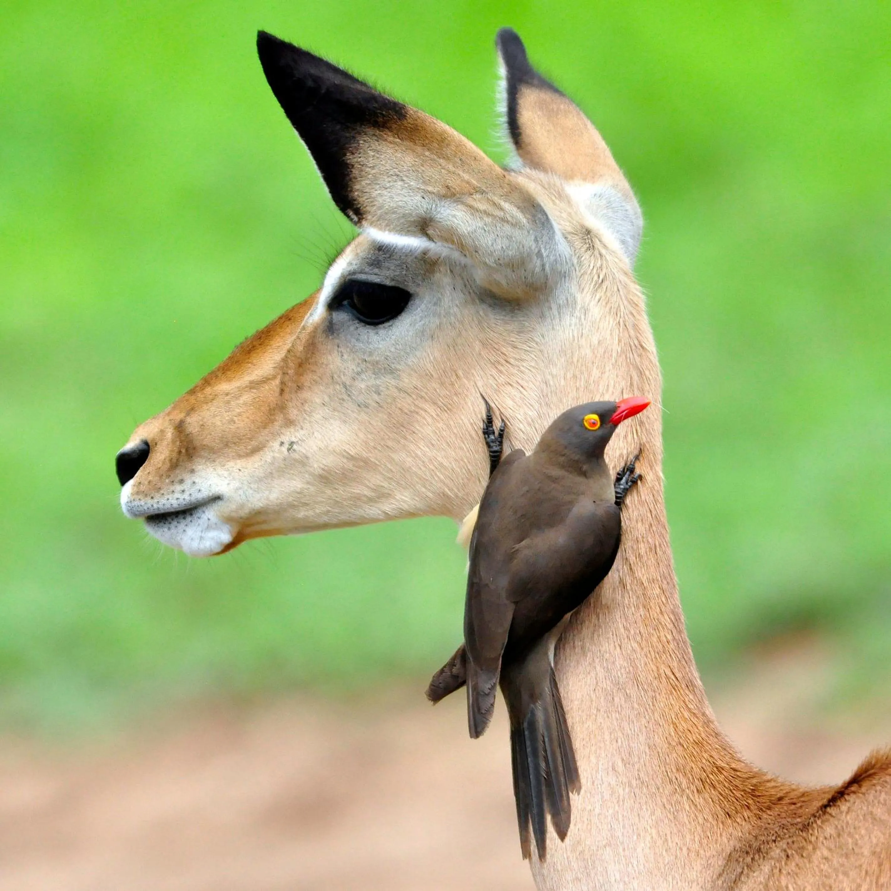 Activities in The Old House