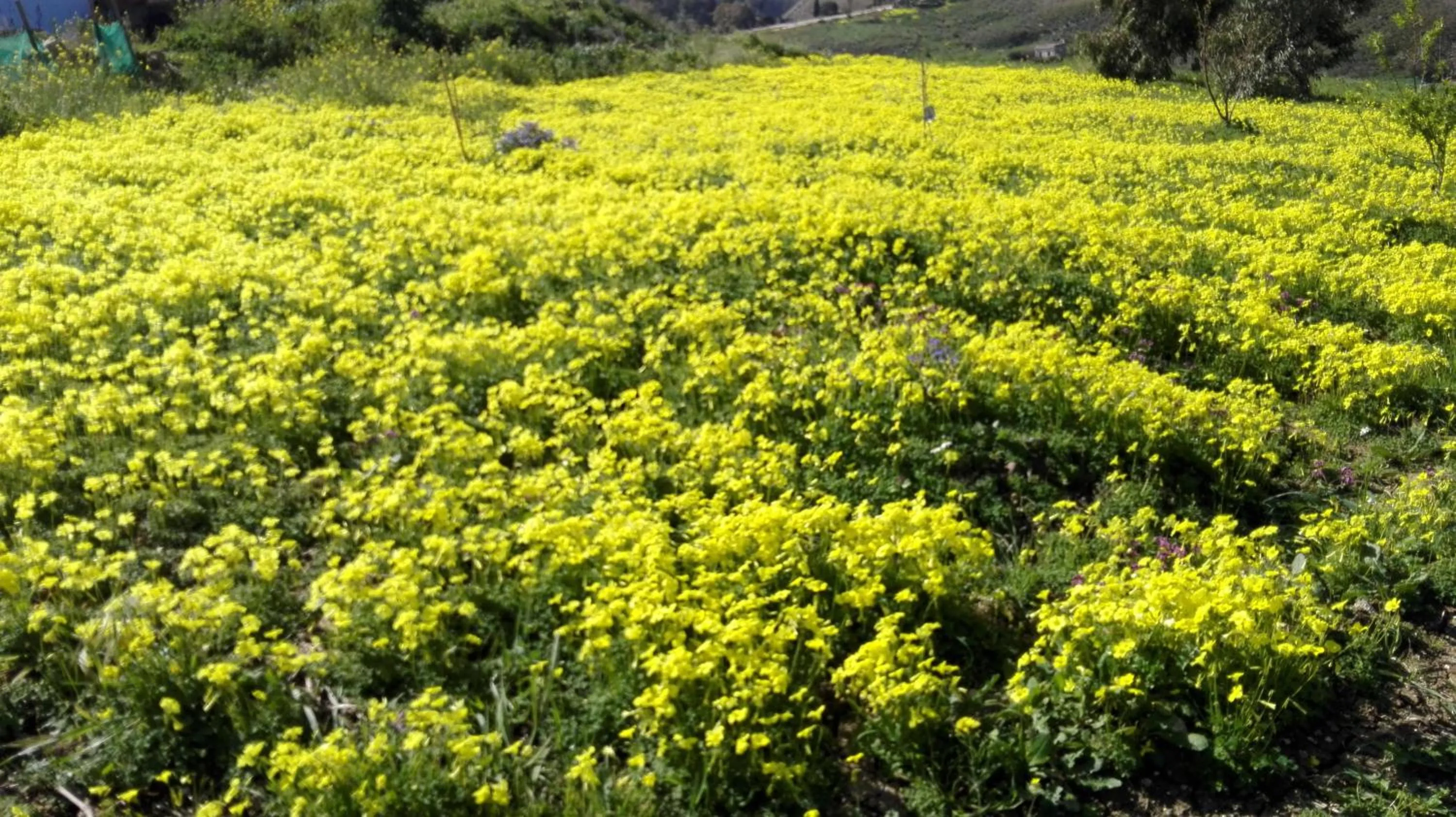 Spring in Helimos Bed&Breakfast Segesta Temple-Castellammare
