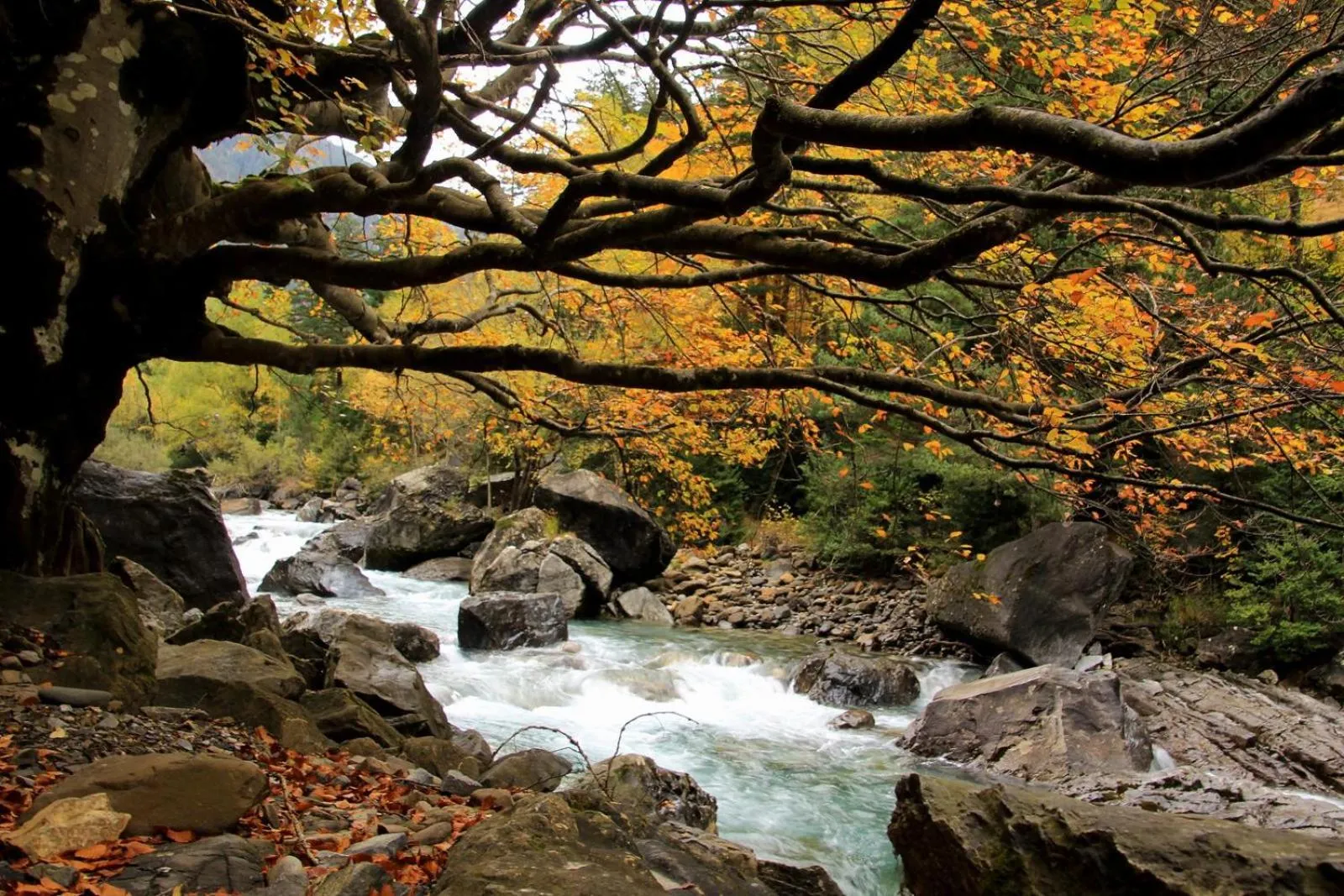 Other in Hotel, Bungalows y Camping Viu