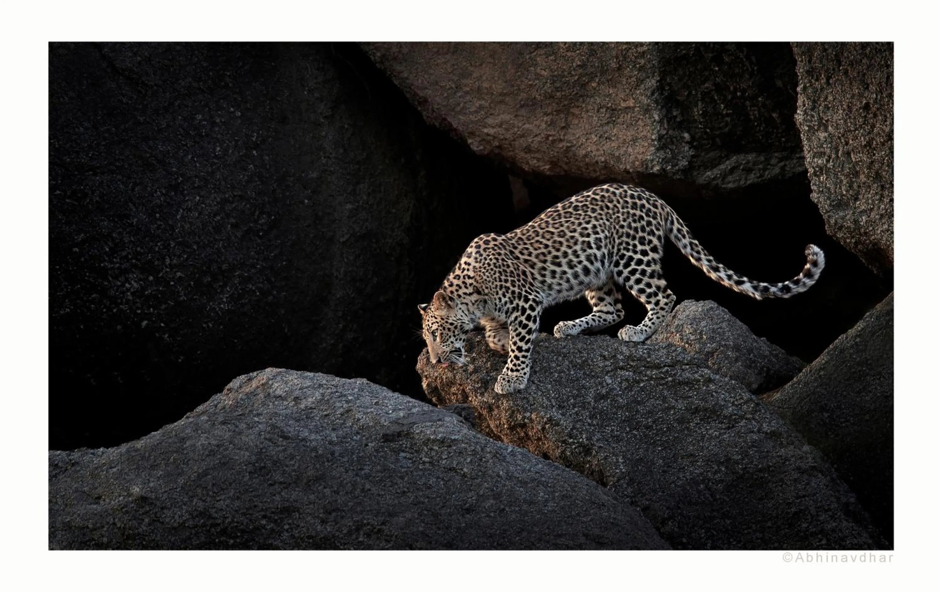 Animals in Brij Pola, Jawai - Luxury Jungle Camp with Private Pools