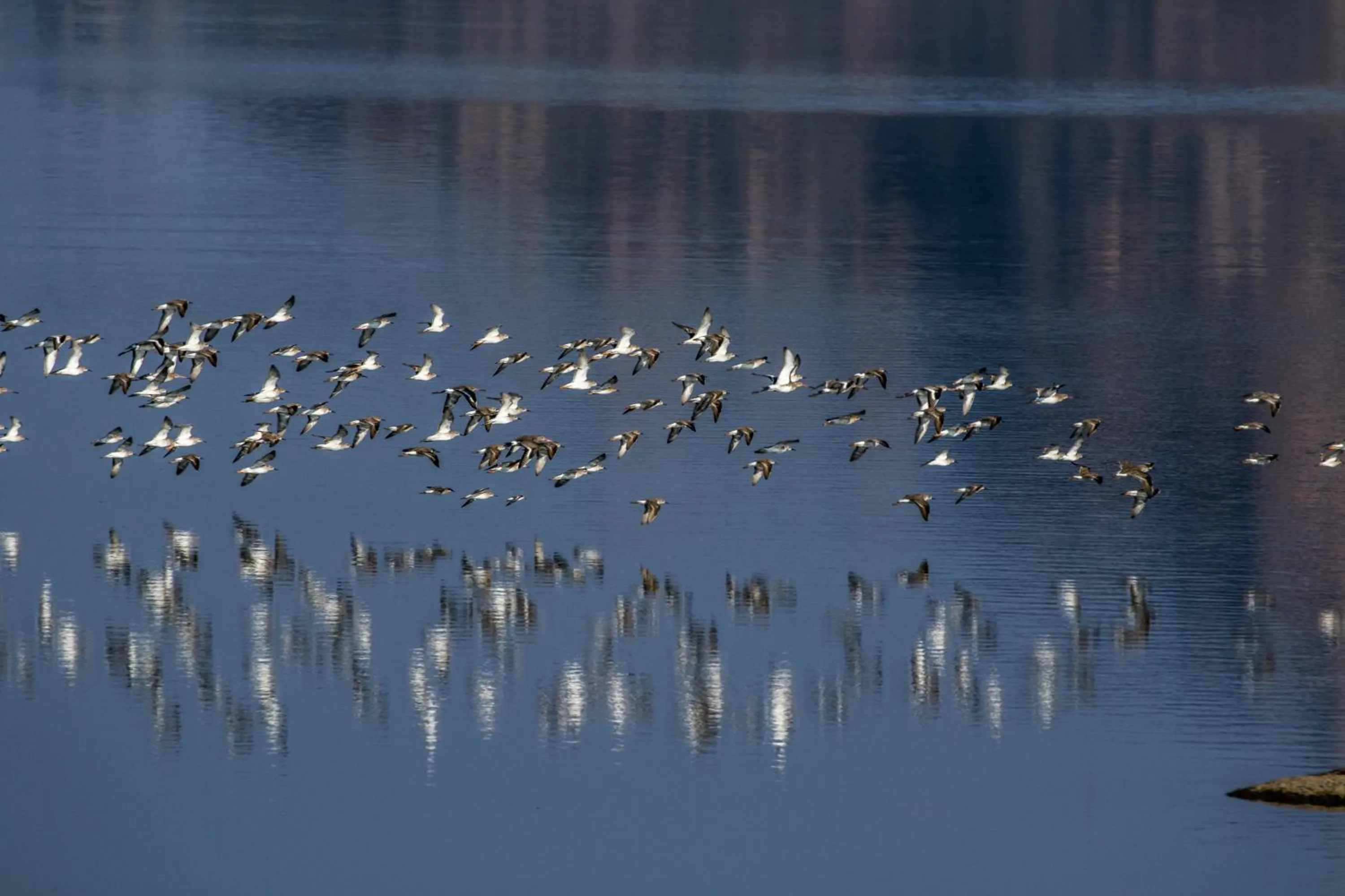 Lake view in Brij Pola, Jawai - Luxury Jungle Camp with Private Pools