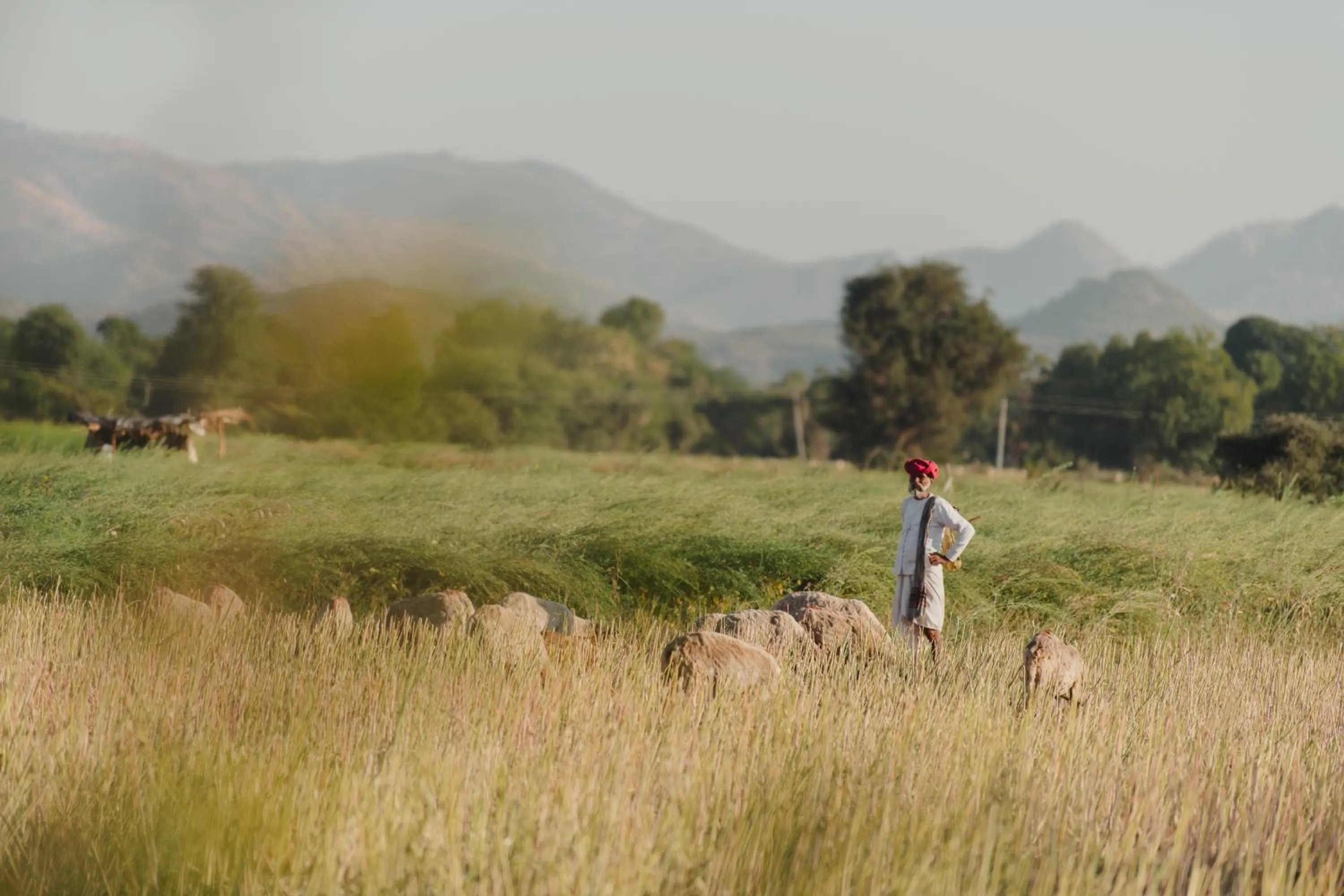 Natural landscape in Brij Pola, Jawai - Luxury Jungle Camp with Private Pools