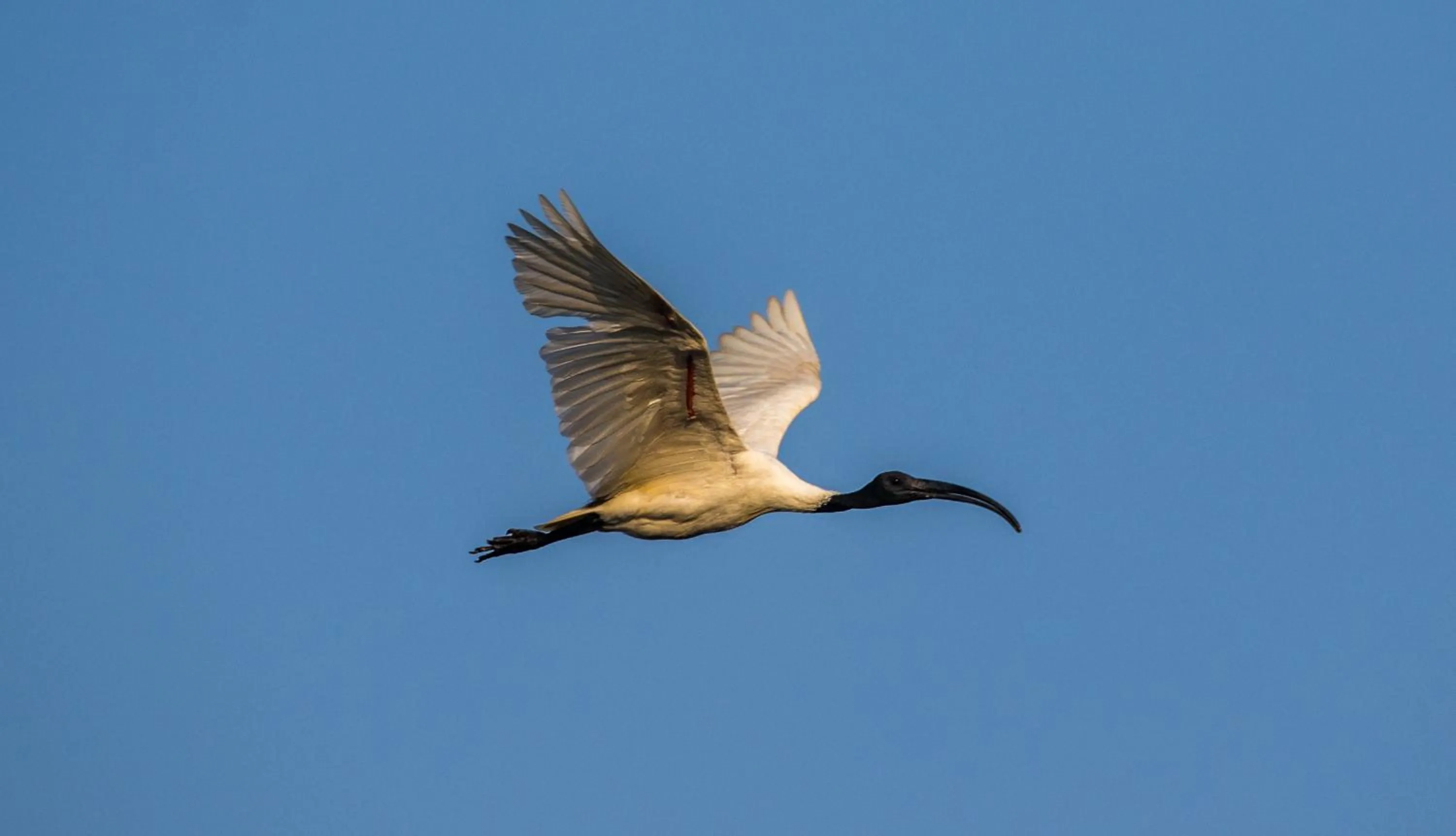 Activities in Brij Pola, Jawai - Luxury Jungle Camp with Private Pools