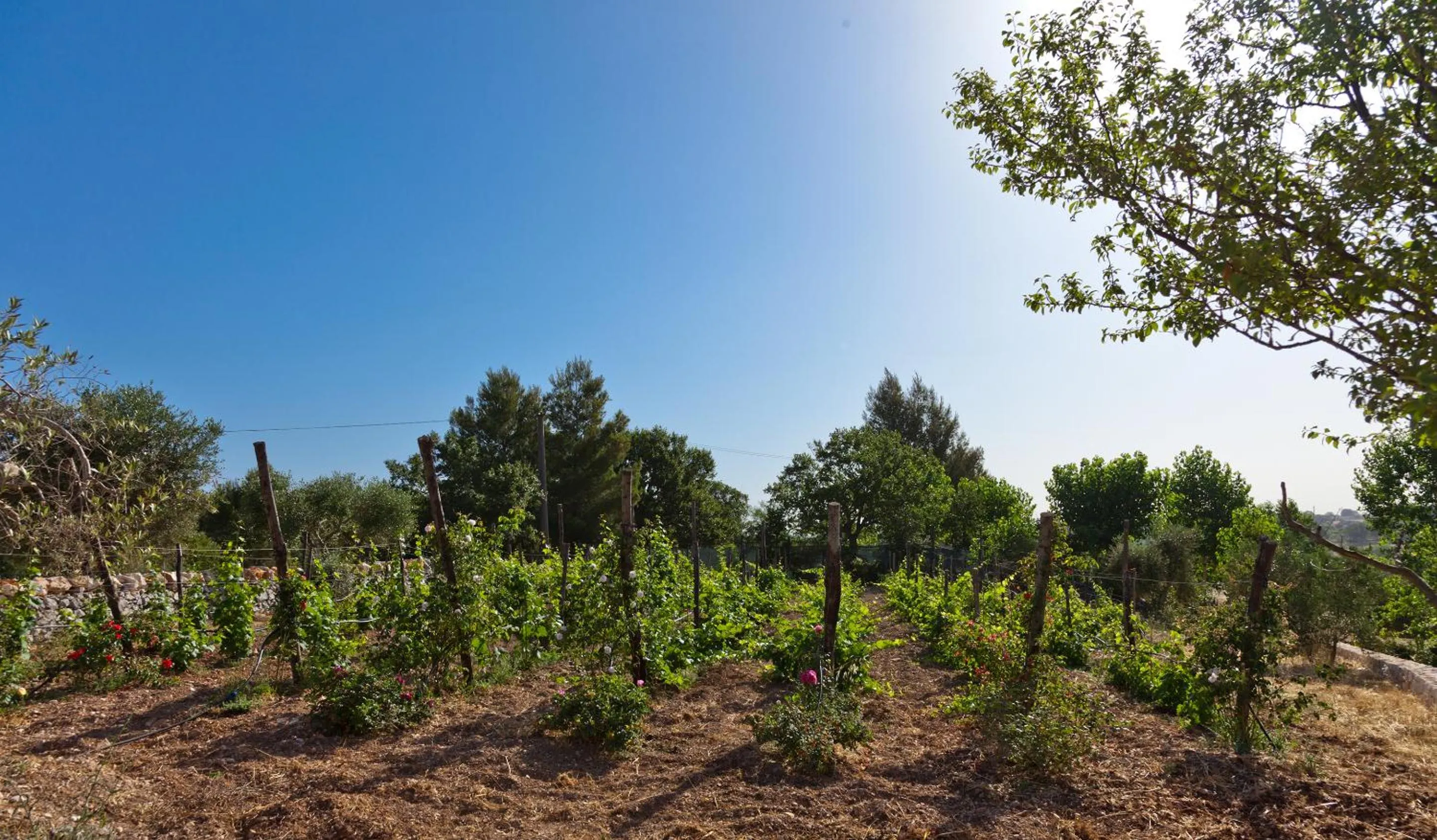 Natural landscape in Borgo Del Tempo Ritrovato - Luxury Relais in Puglia