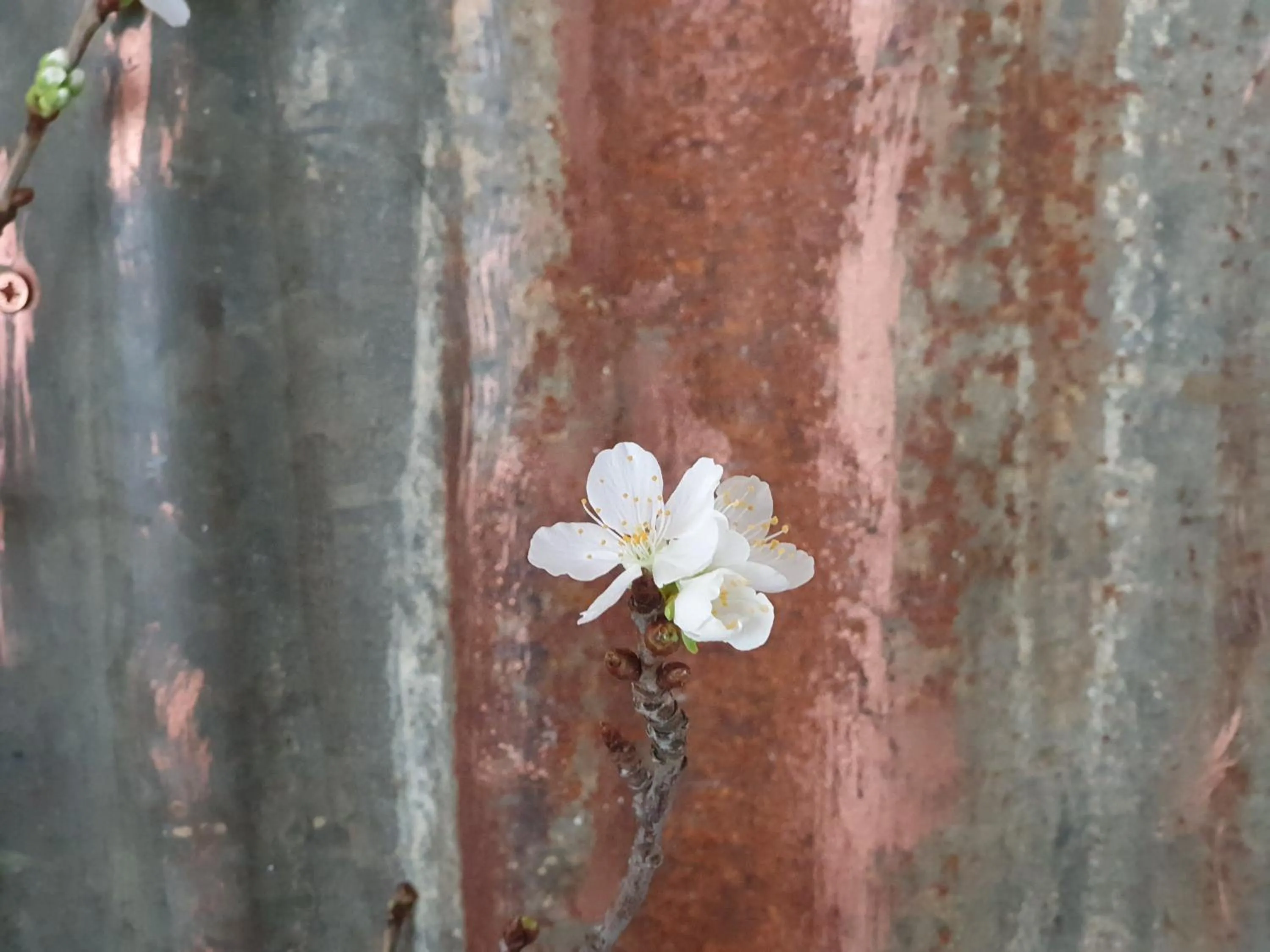 Decorative detail in Alp Art Hotel Götzens