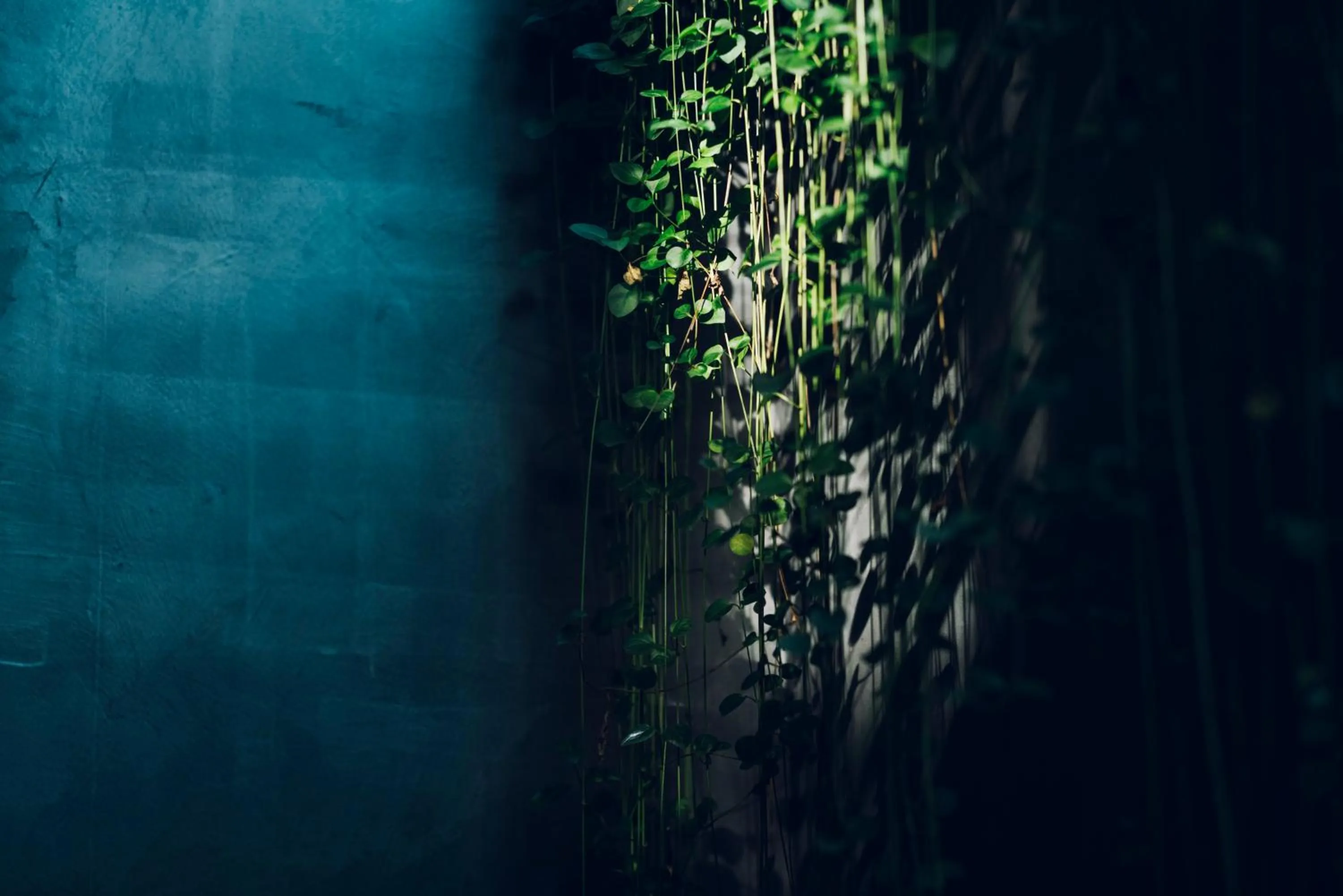 Natural landscape in Nozomu House Kyoto