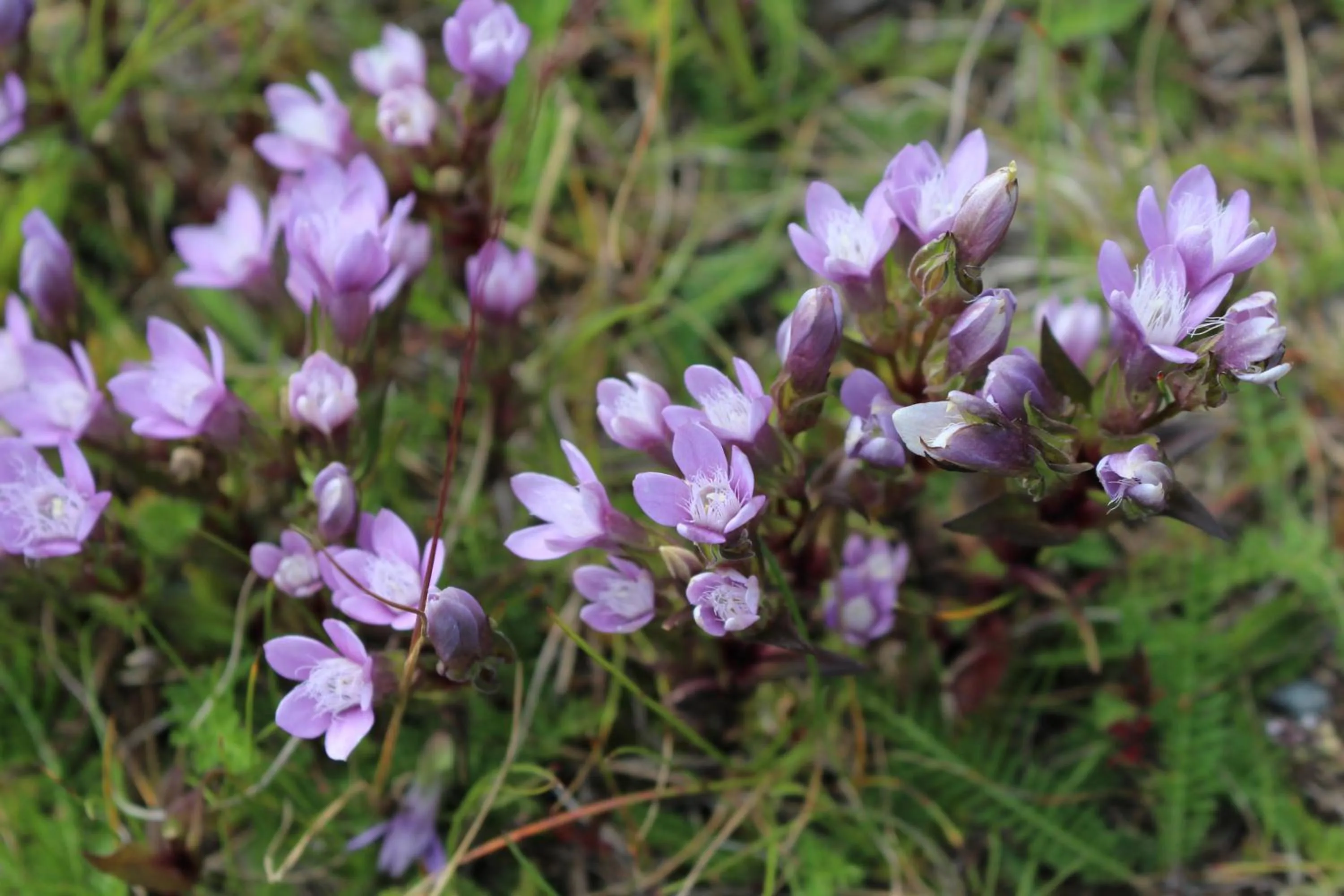 Spring in Pension St.Leonhard