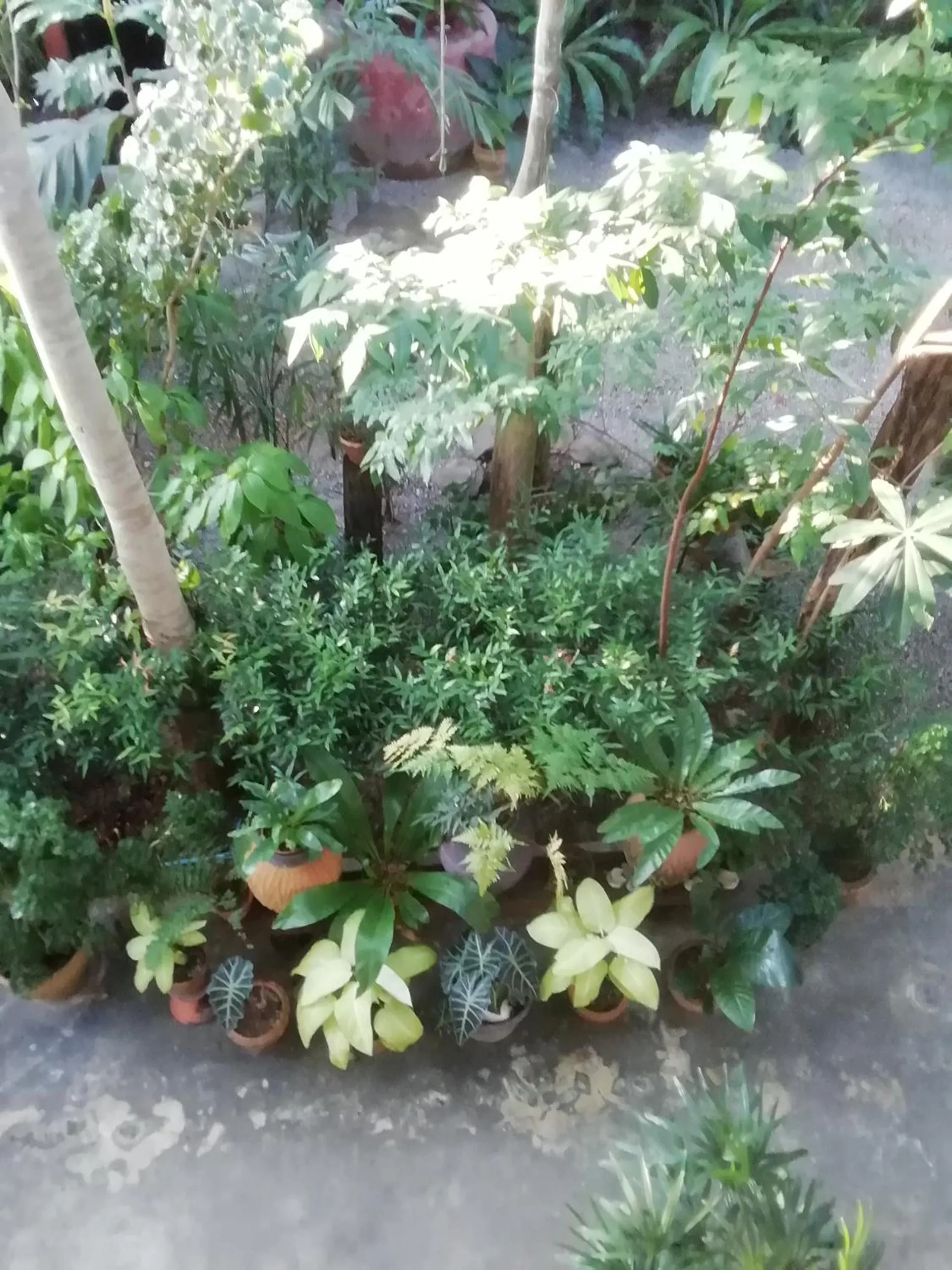 Garden in The Theatre Villa