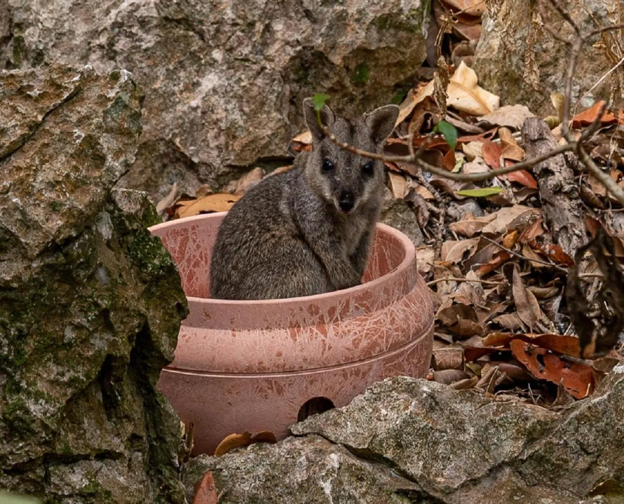 Animals in Capricorn Caves