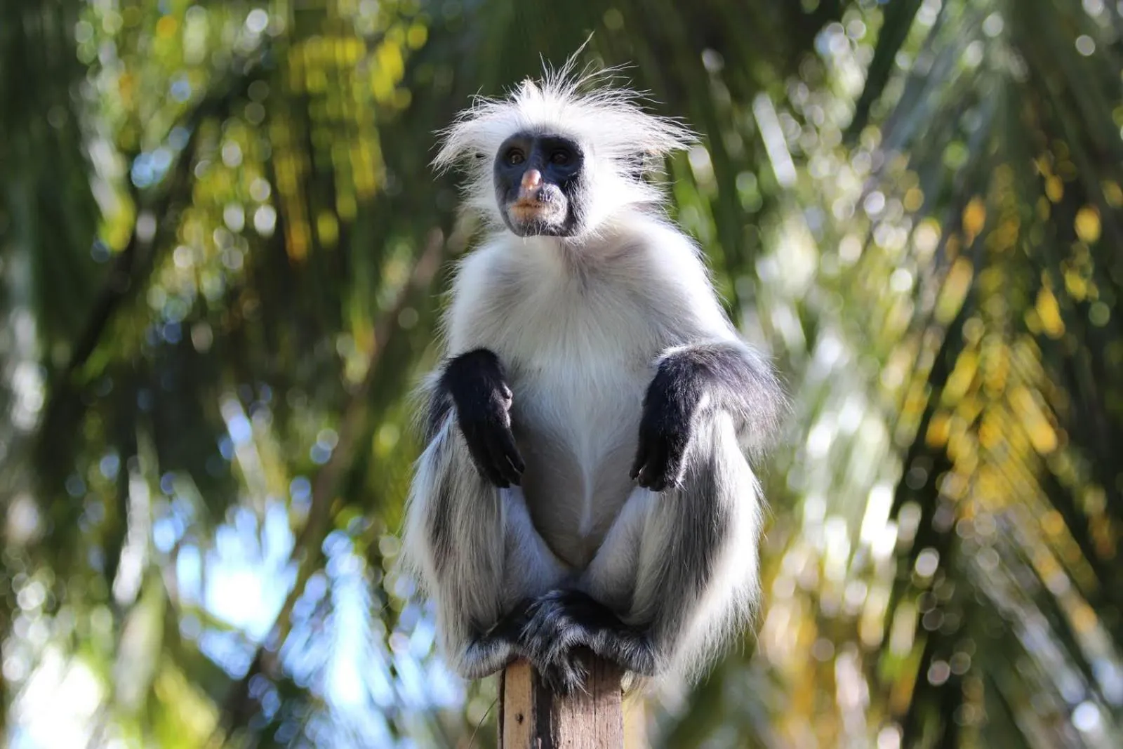 Animals in Zanzibar White Sand Luxury Villas & Spa - Relais & Chateaux