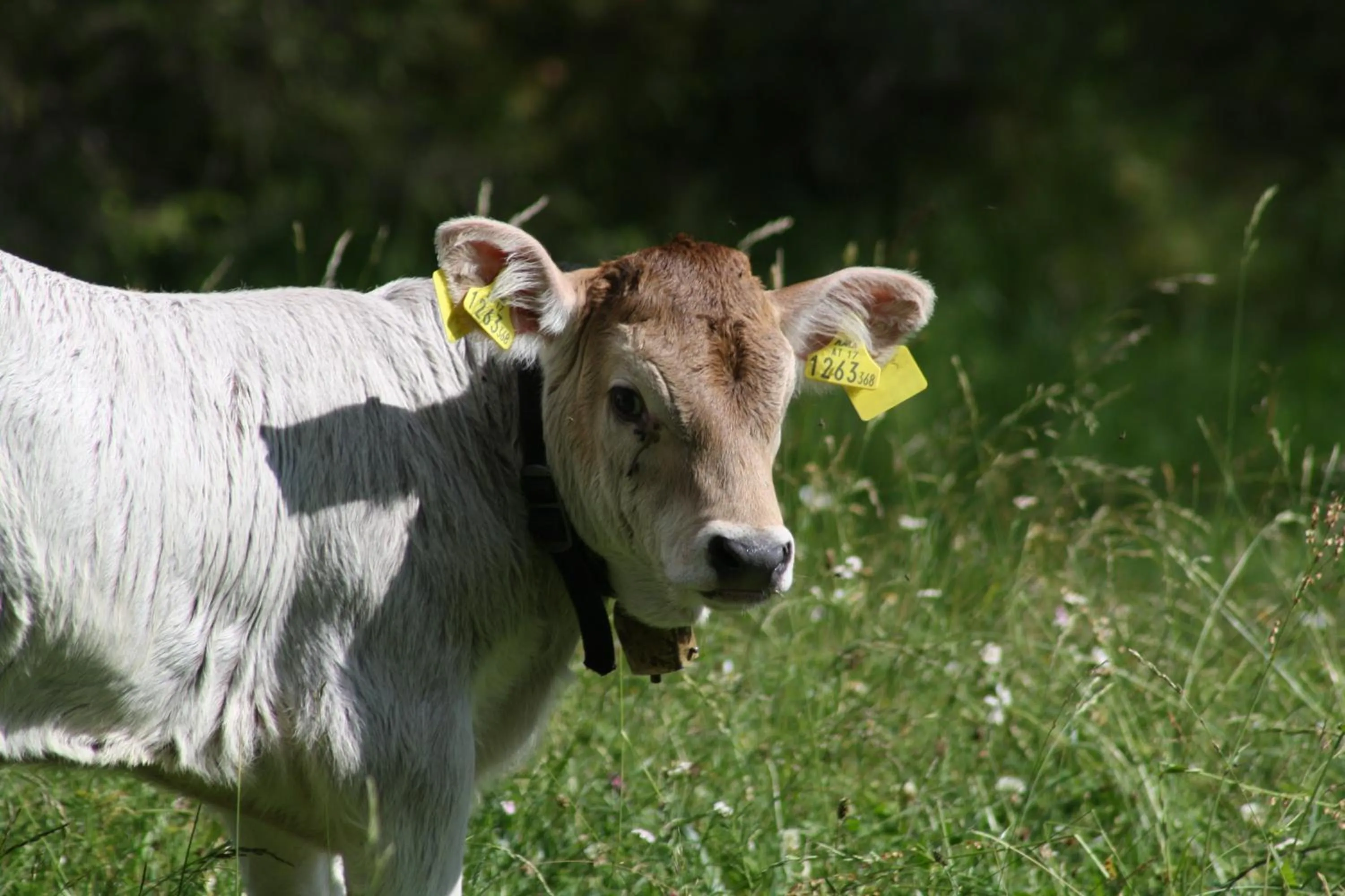 Hiking in Hotel Pension Tyrol