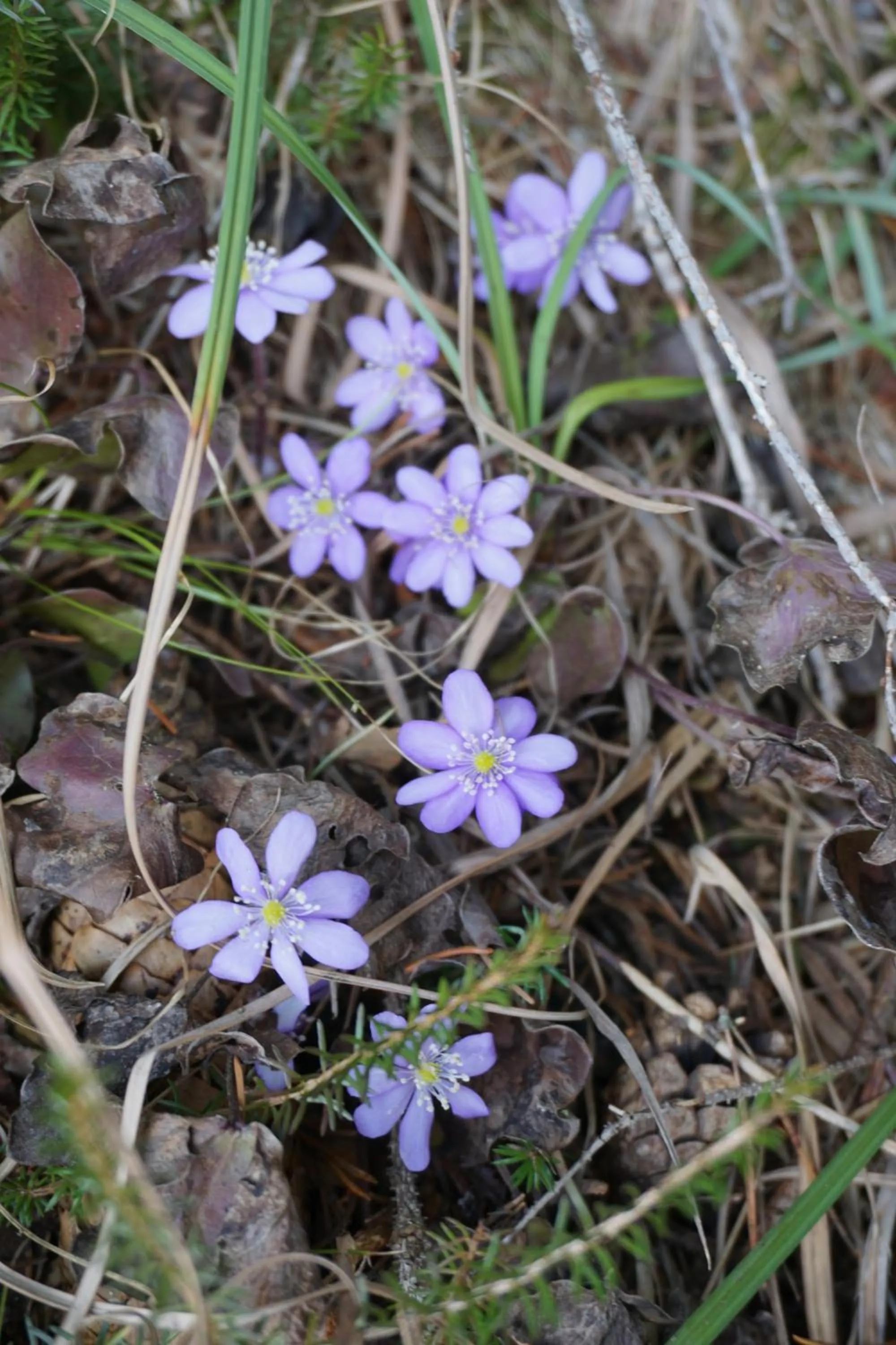 Hiking in Hotel Pension Tyrol