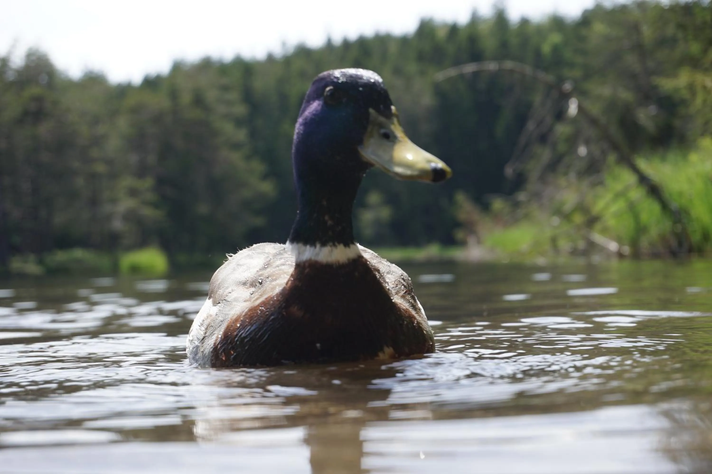 Hiking in Hotel Pension Tyrol
