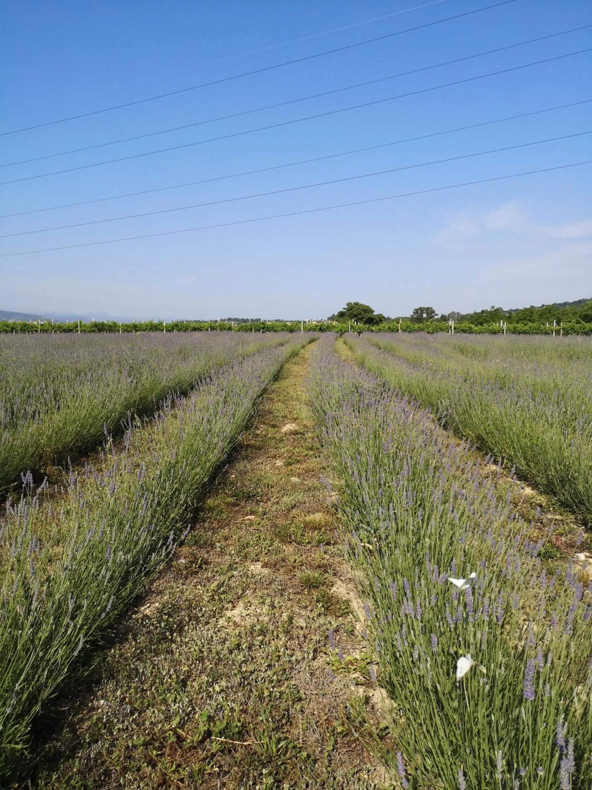 Garden in AGRITURISMO COLOMBARE TEBOI