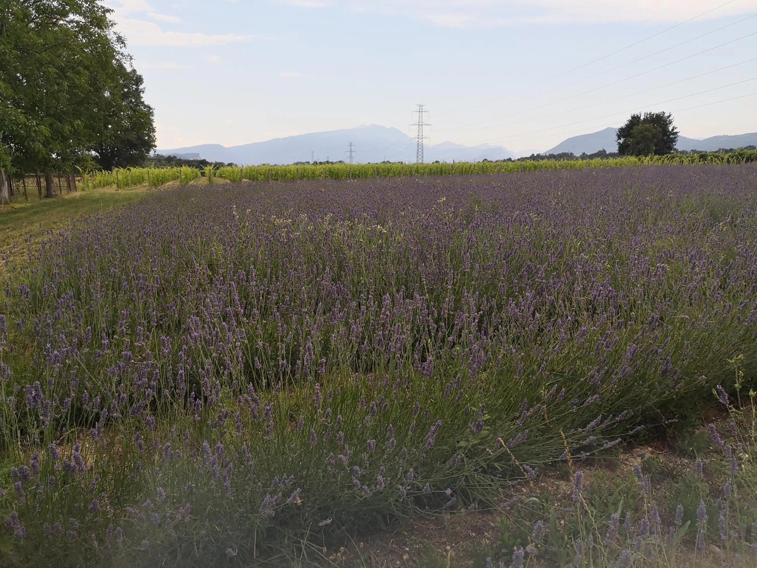 Garden view in AGRITURISMO COLOMBARE TEBOI