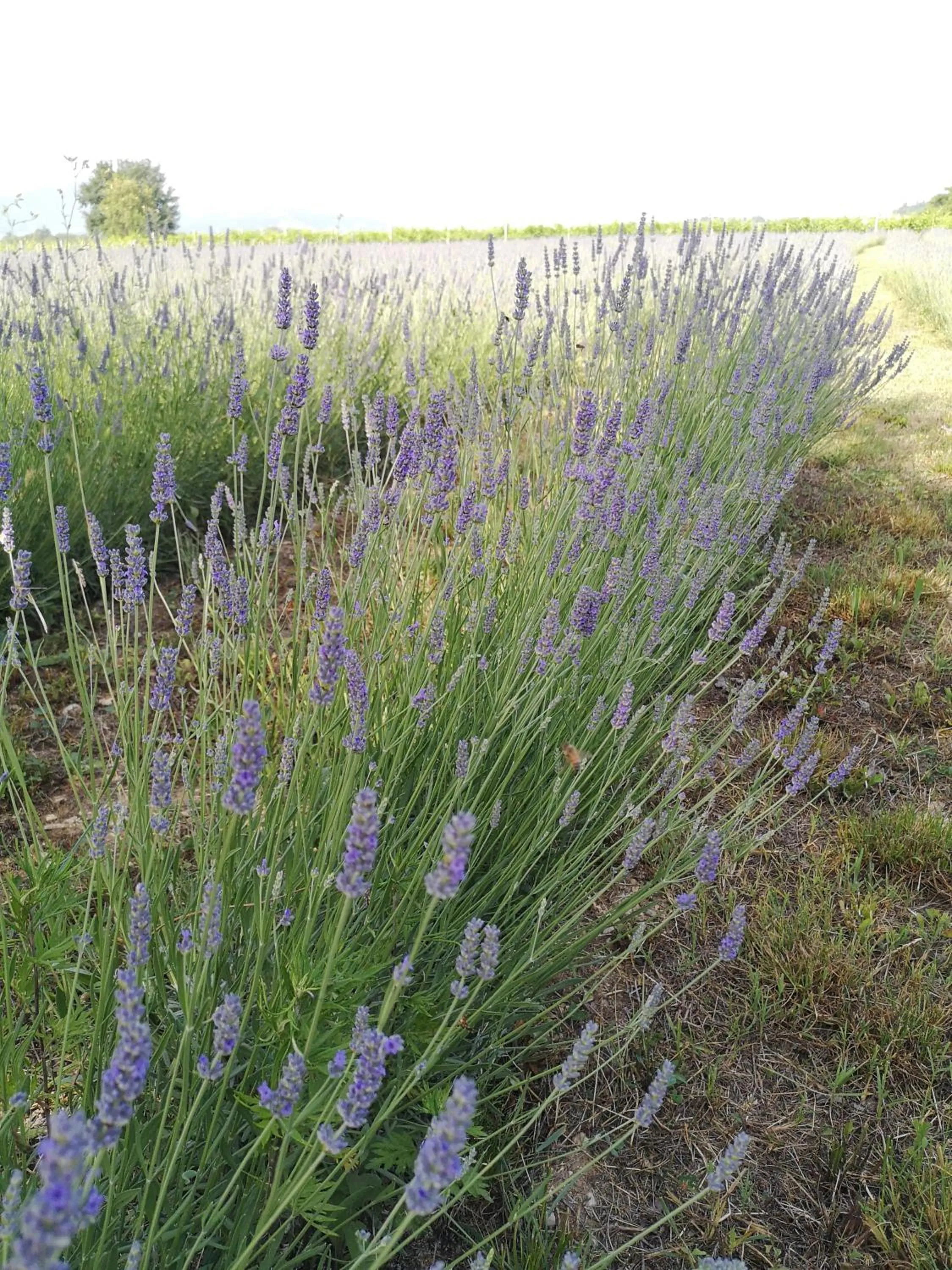 Garden in AGRITURISMO COLOMBARE TEBOI