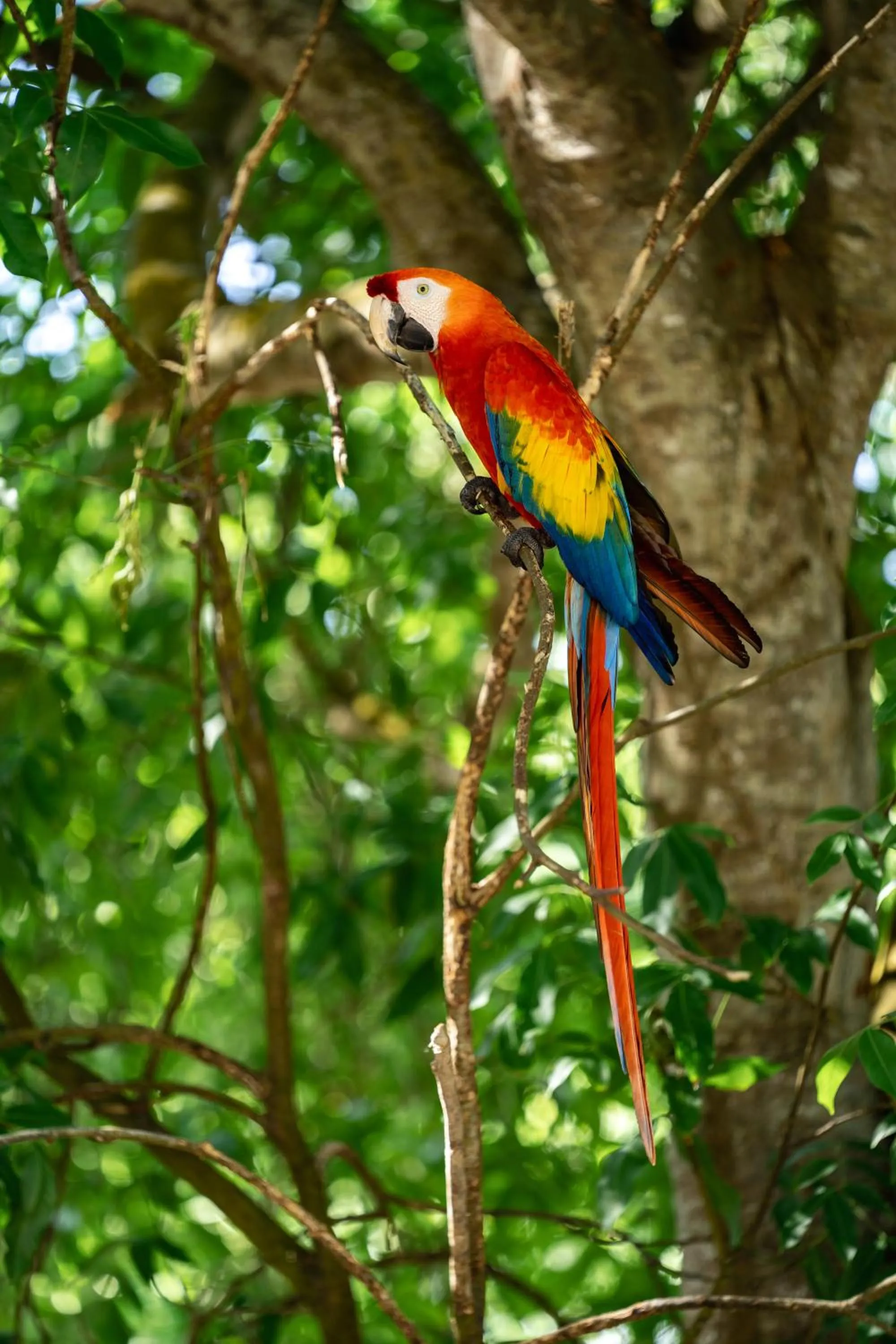 Animals in Rosario EcoHotel - Islas del Rosario