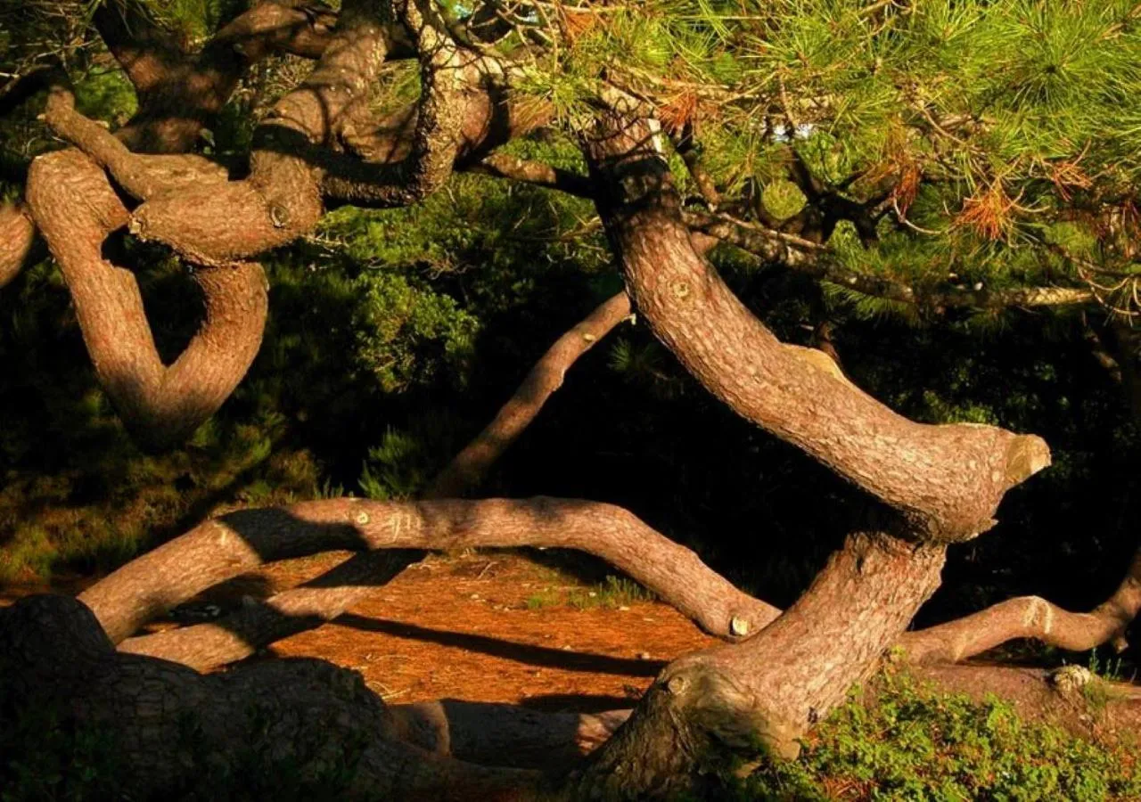 Natural landscape in Hotel Verde Pinho Bed&Breakfast