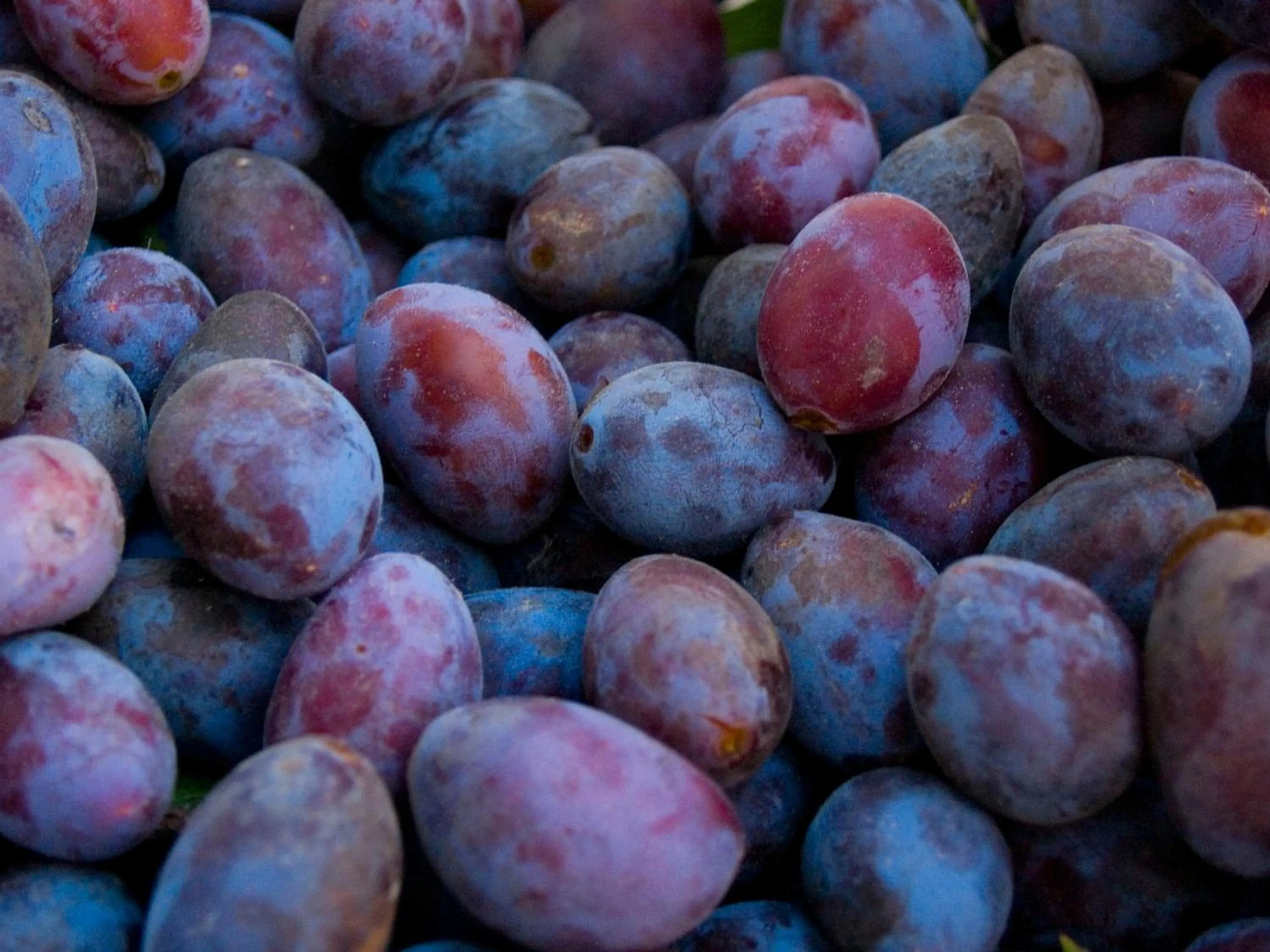 Breakfast in Gartenhotel & Weingut Pfeffel Dürnstein