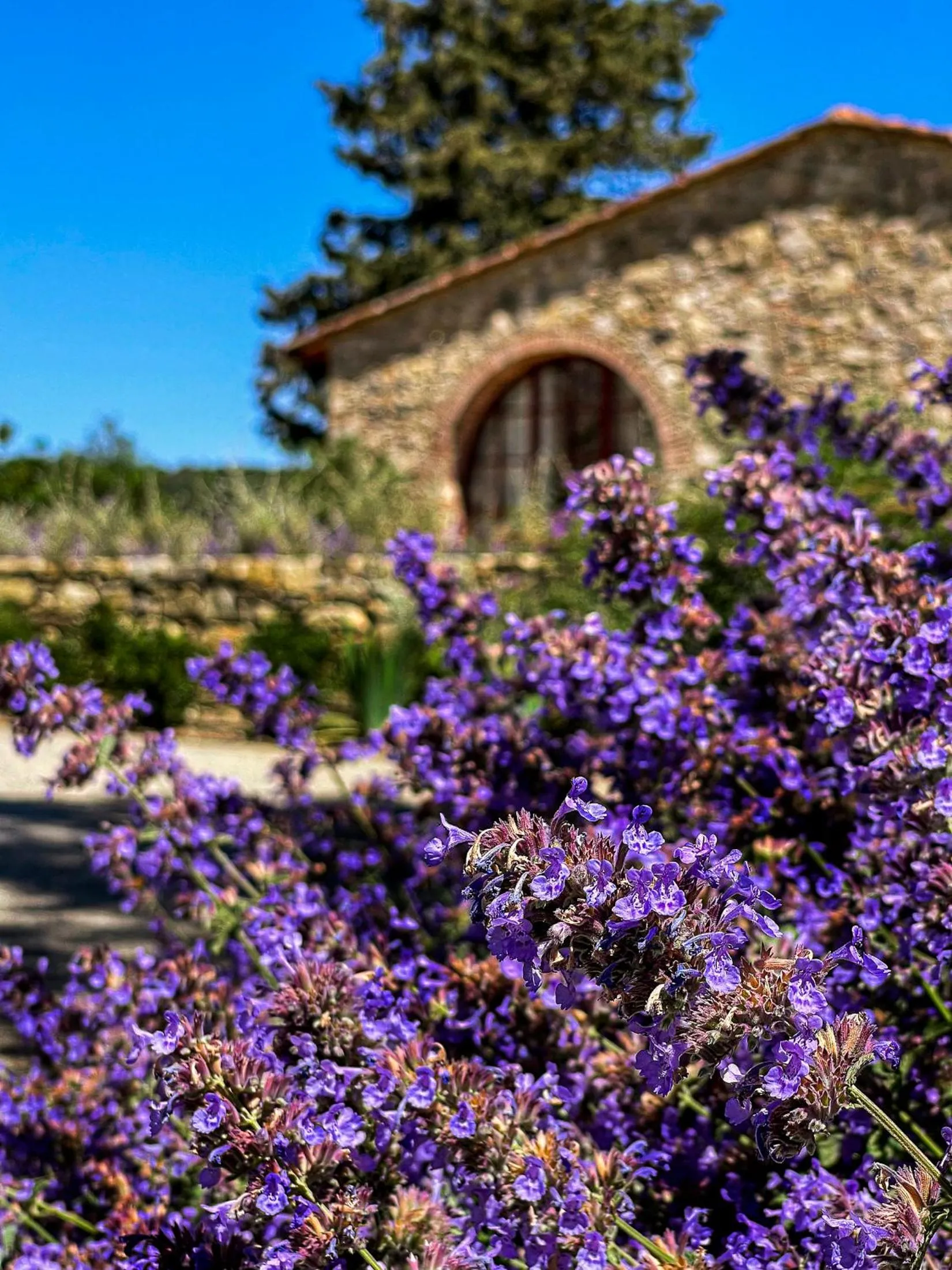 Garden in La Pietra Del Cabreo