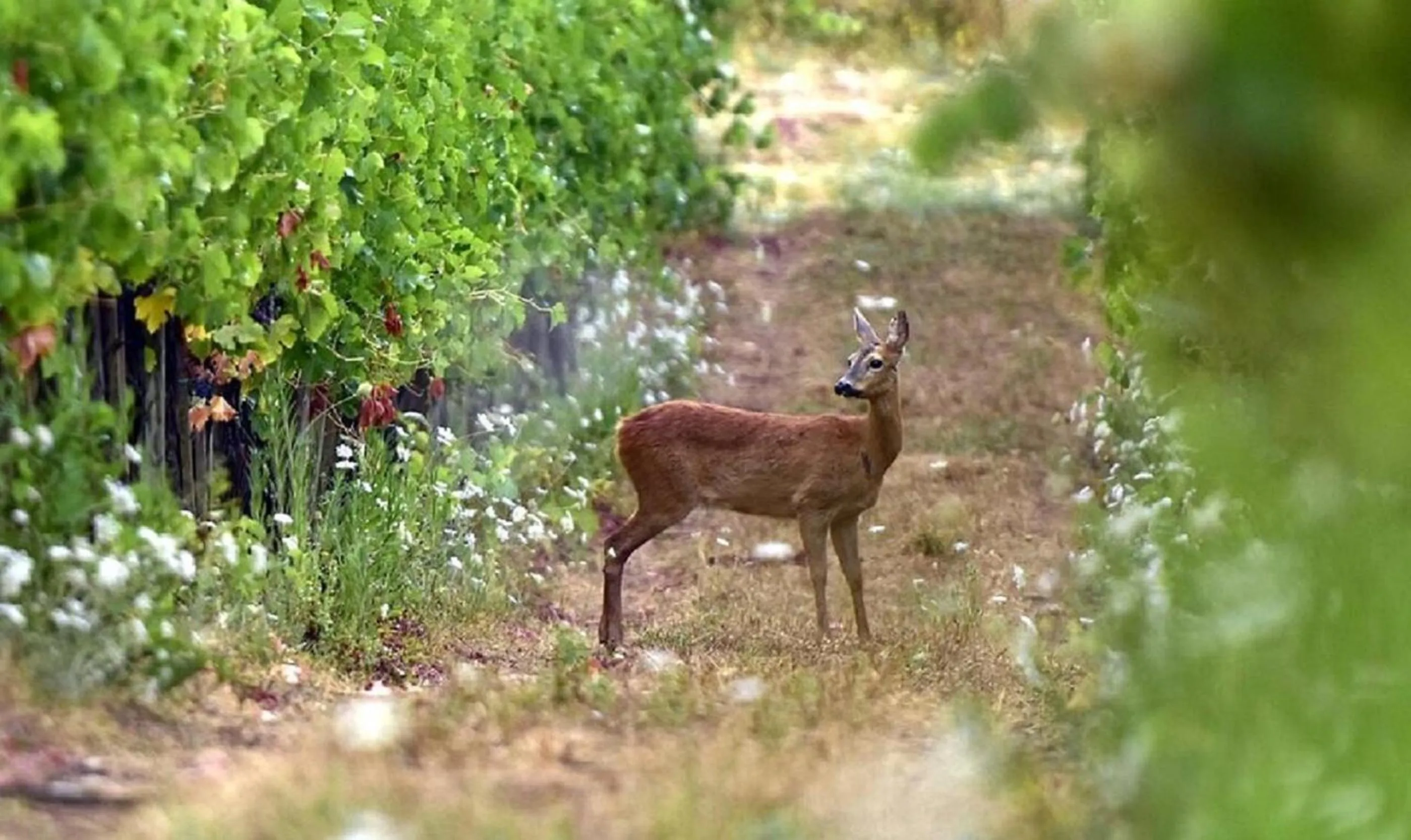 Summer in La Pietra Del Cabreo