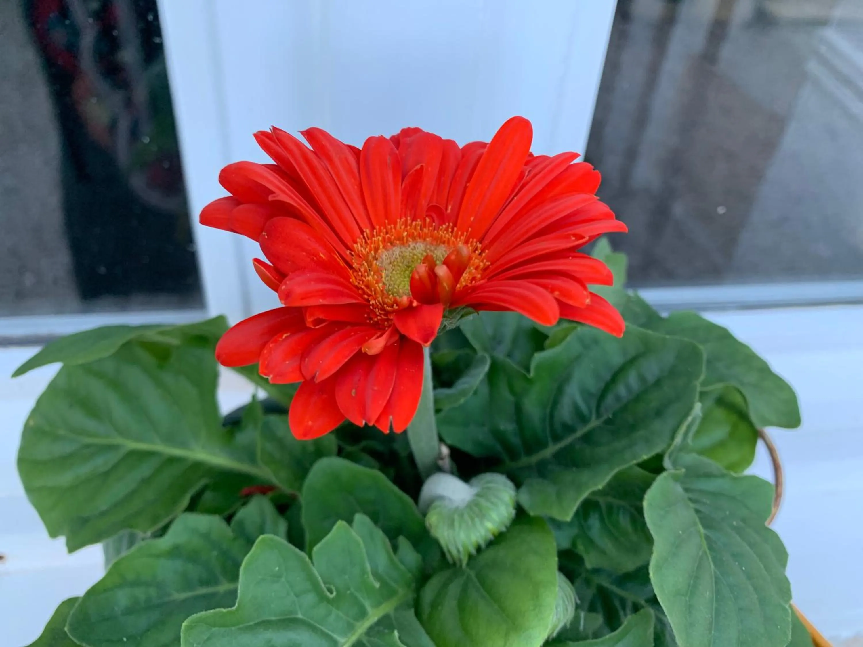 Spring in MAISON BEAUMONT