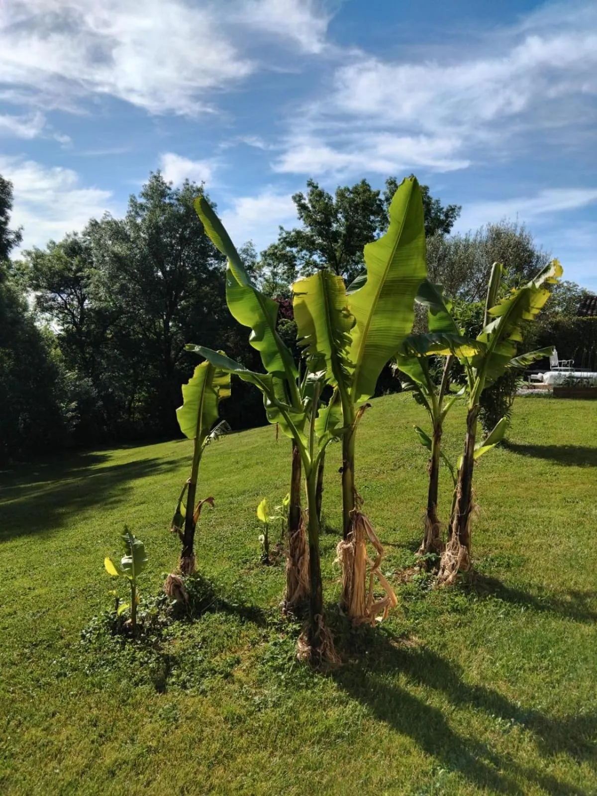 Garden view in MAISON BEAUMONT