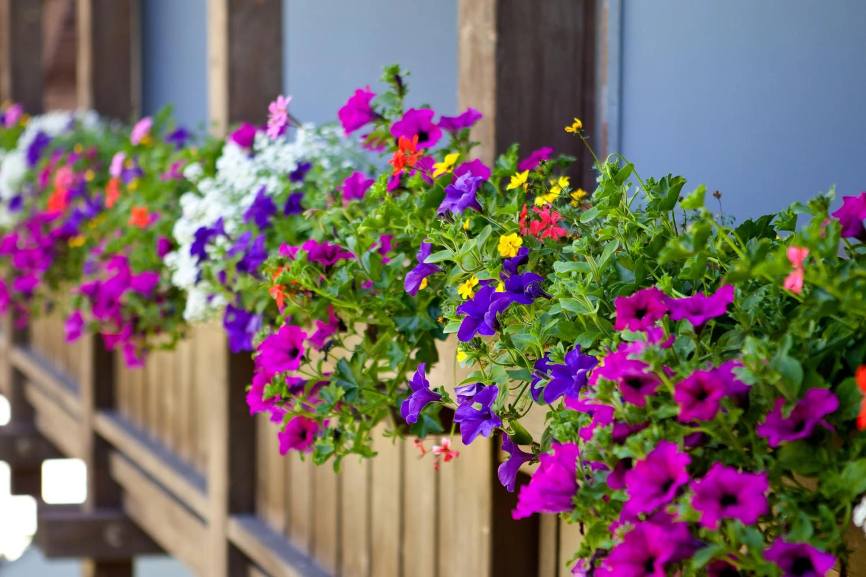 Balcony/Terrace in Hotel Stegerhaus