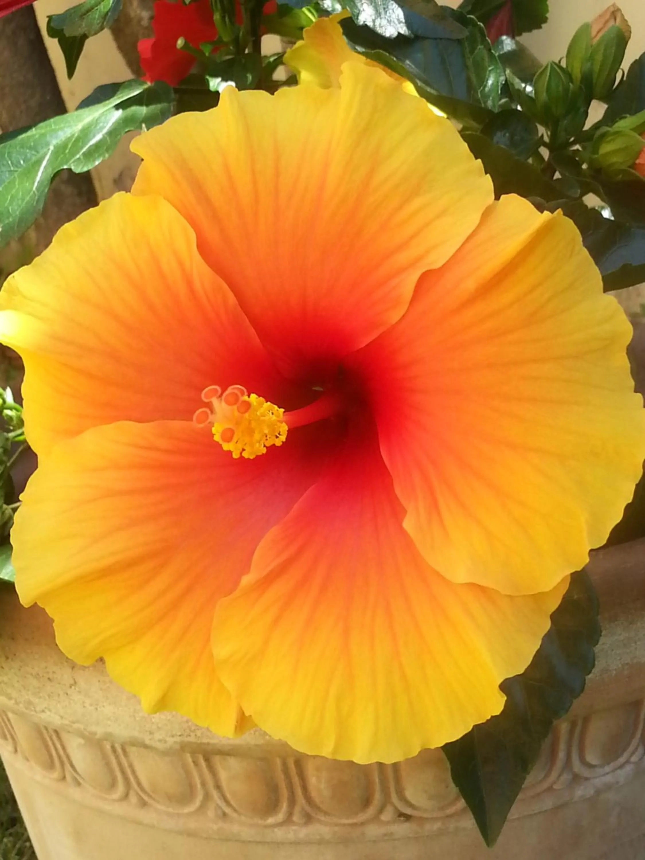 Garden in Villa Il Fortino