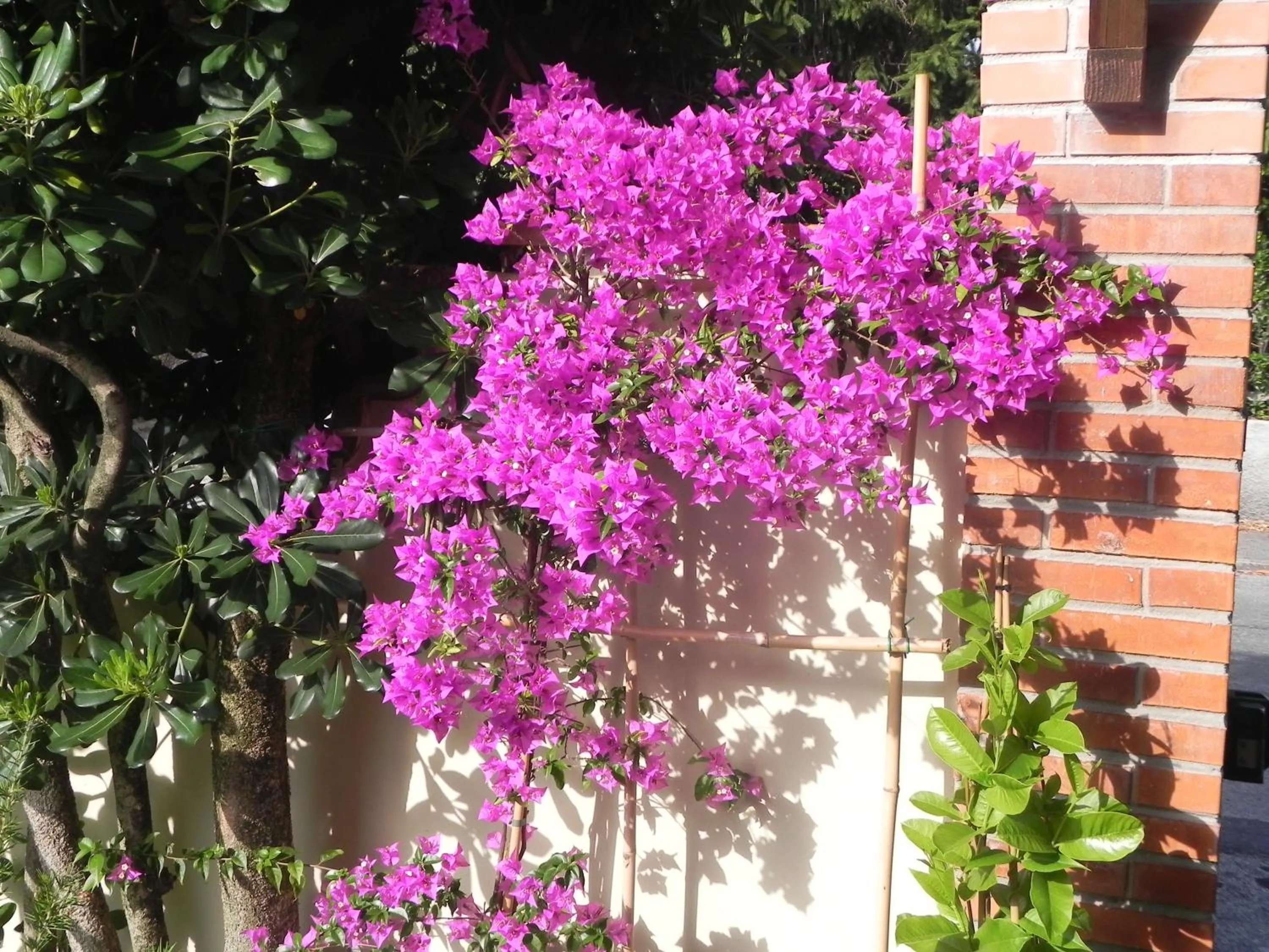 Garden in Villa Il Fortino