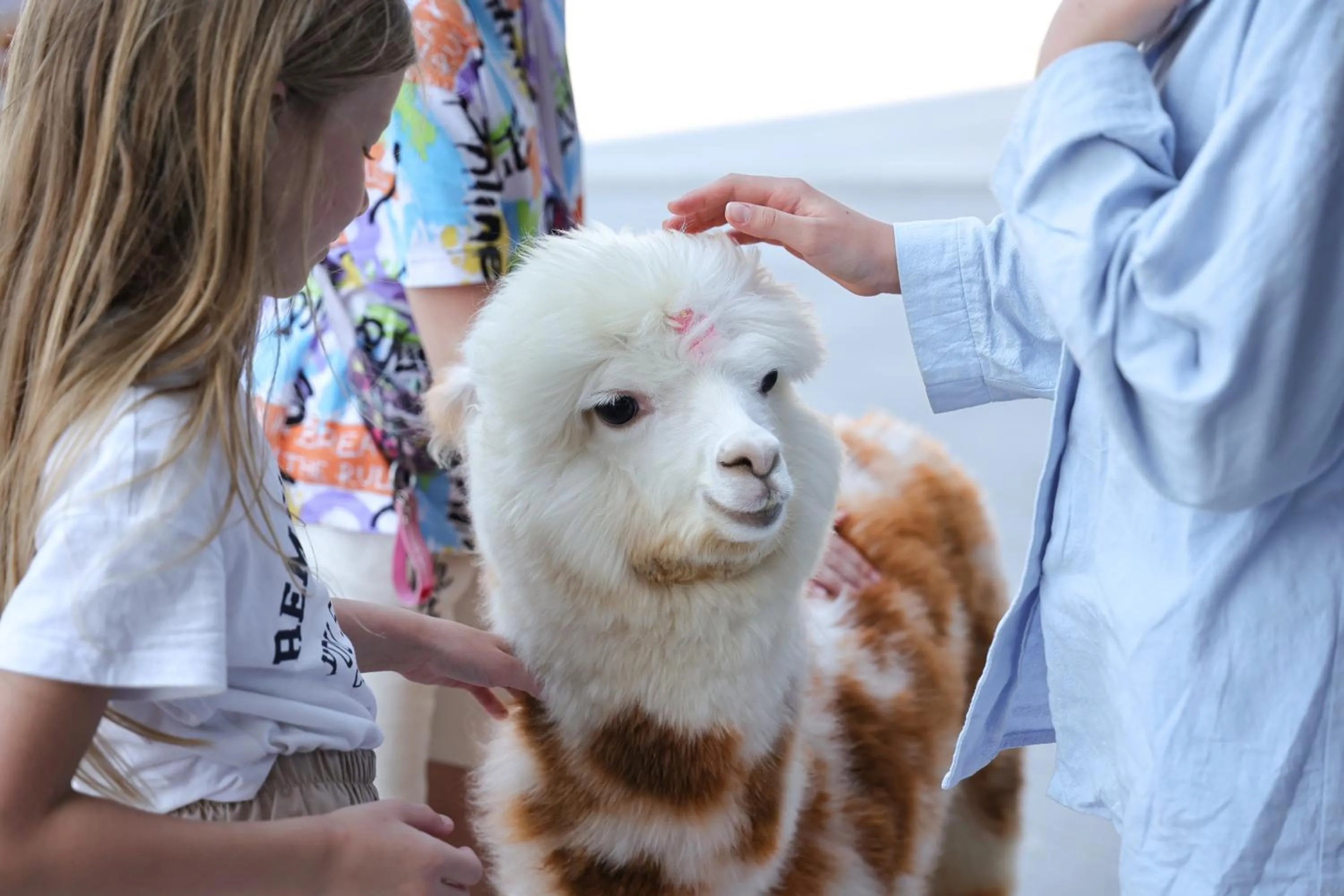 Animals in Holiday Inn & Suites Sanya Yalong Bay