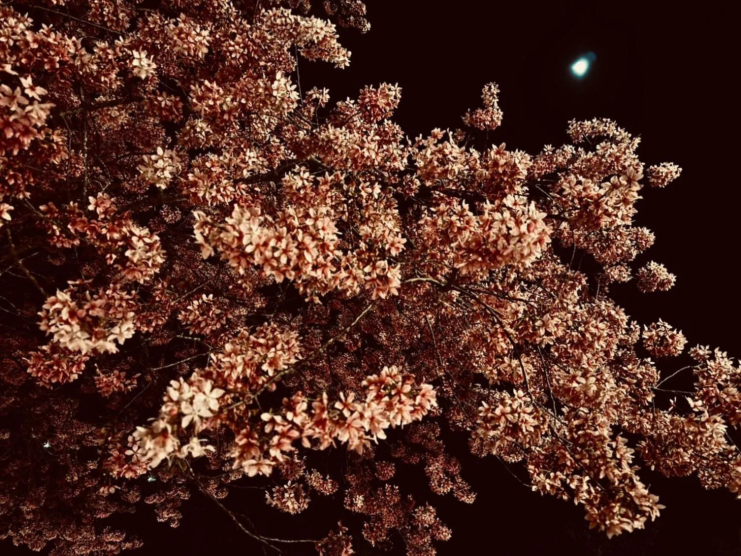 Spring in Spring Ground Resort